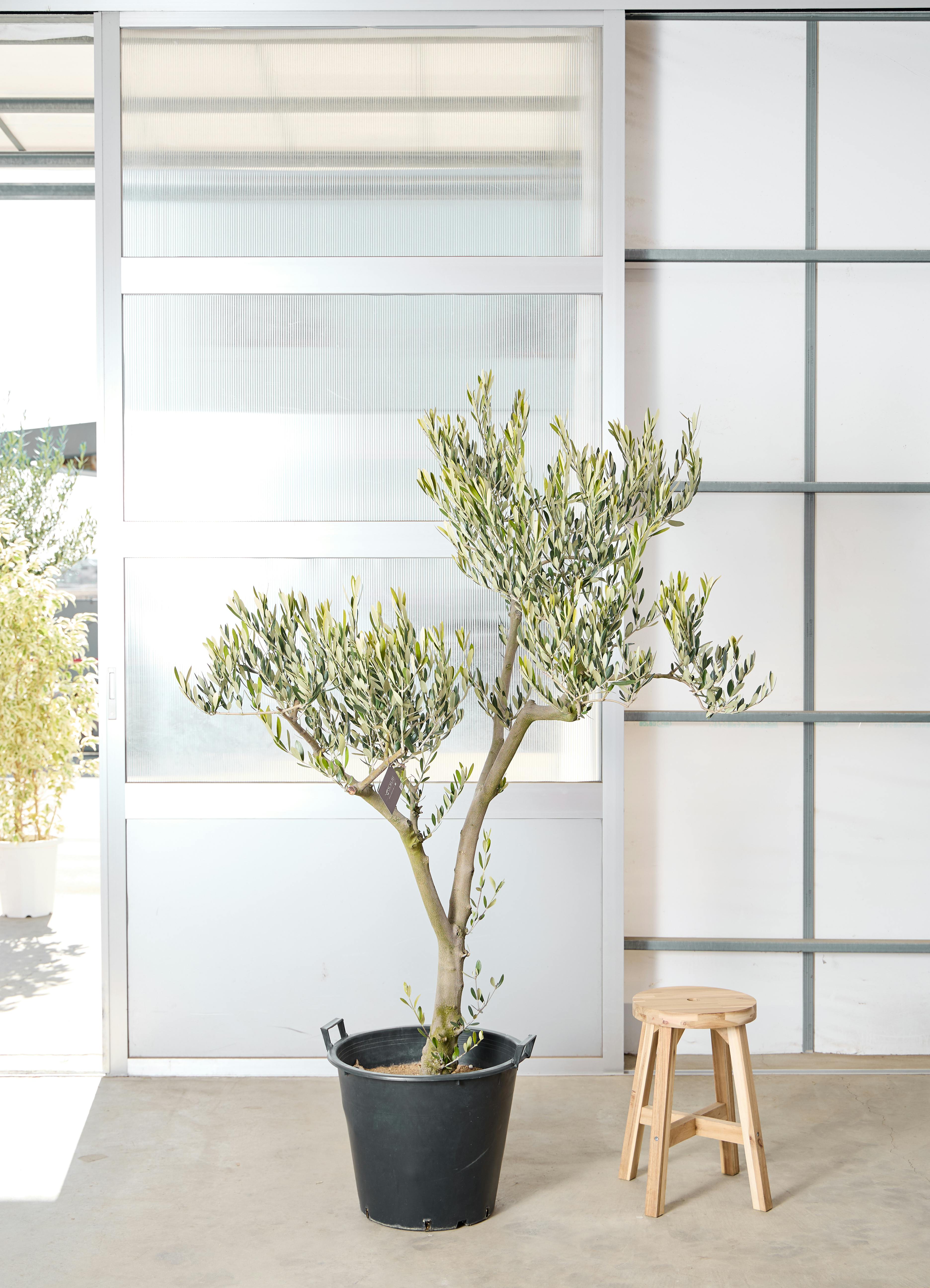 オリーブの木 ミッション | 観葉植物 | 送料無料でお届け - Hitohana