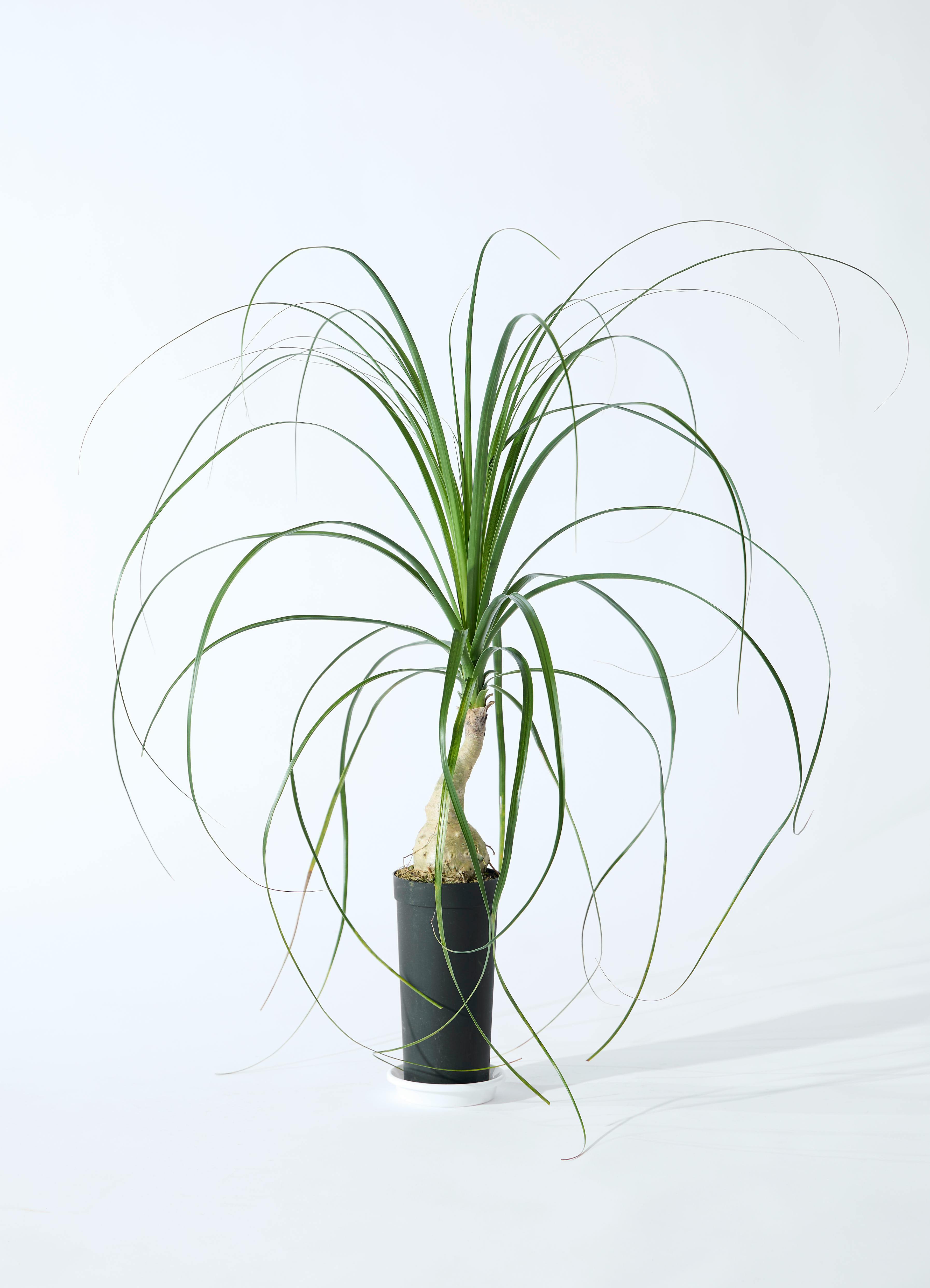 トックリラン | 観葉植物通販HitoHana(ひとはな)
