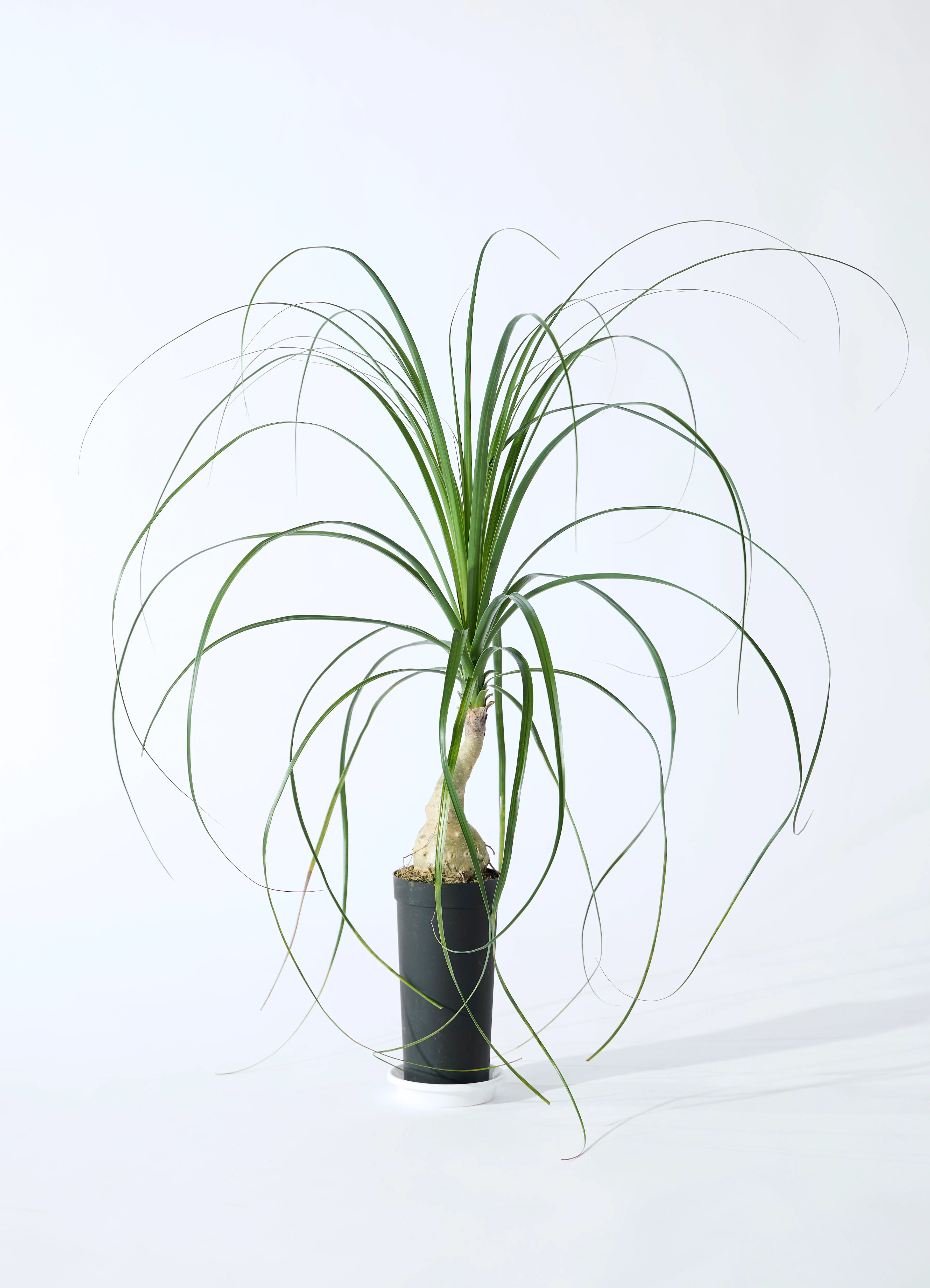 トックリラン | 観葉植物通販HitoHana(ひとはな)