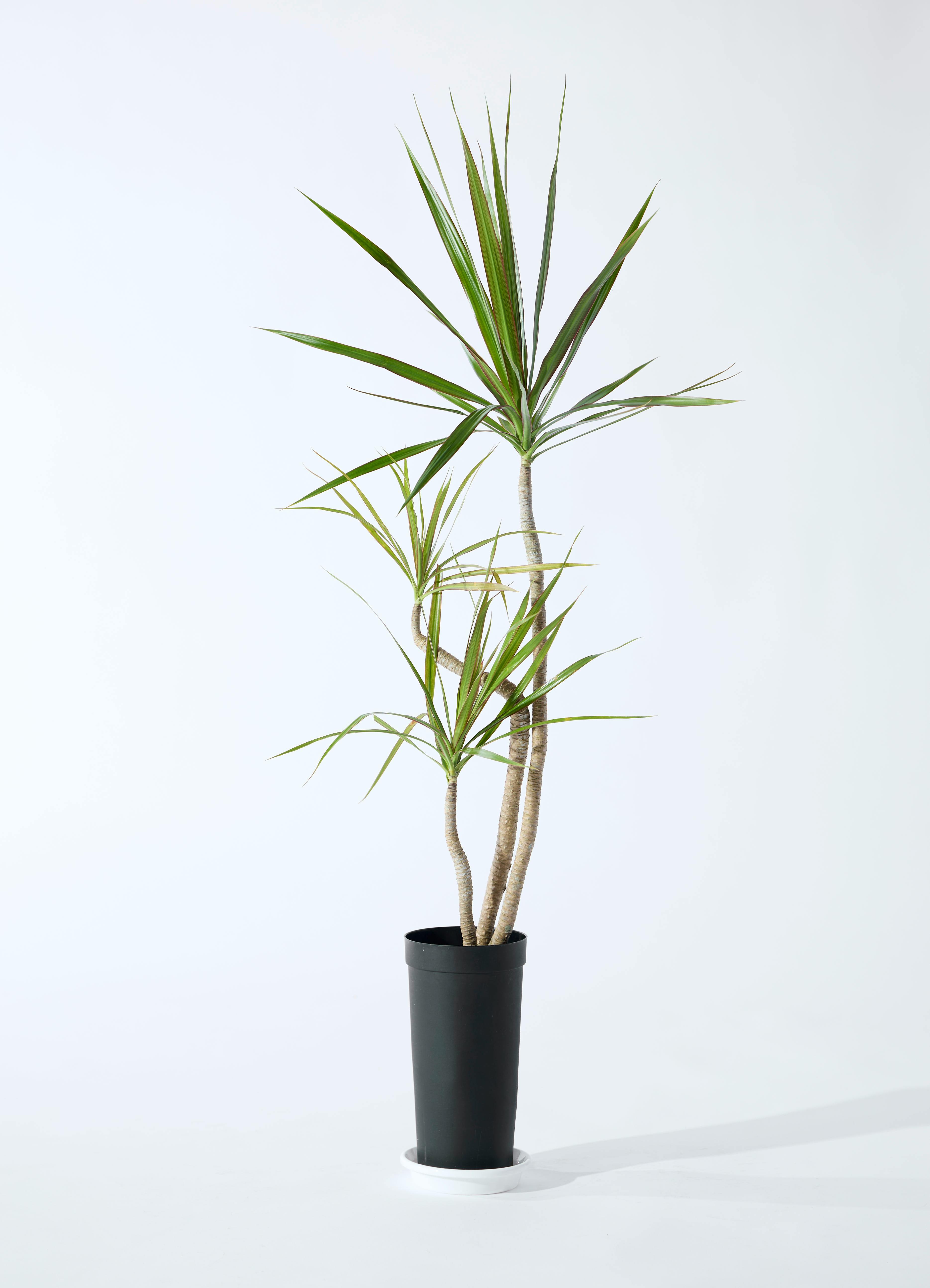 ドラセナコンシンネです。 観葉植物 ドラセナ コンシンネ 3.5号 ロング トリカラー プラスチック