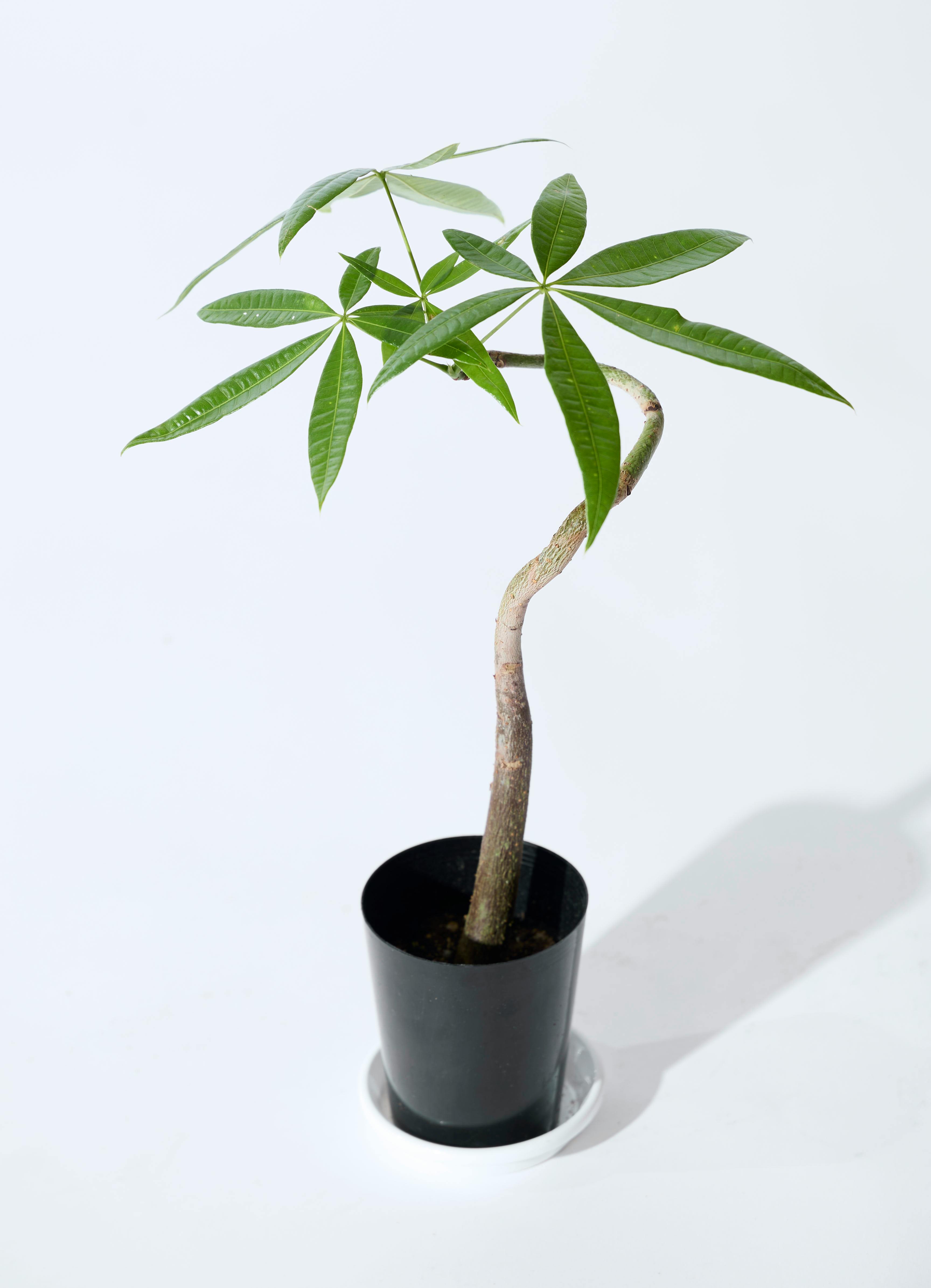 観葉植物 パキラ 3号 曲り プラスチック鉢 / 沖縄 屋嘉比 | 観葉植物