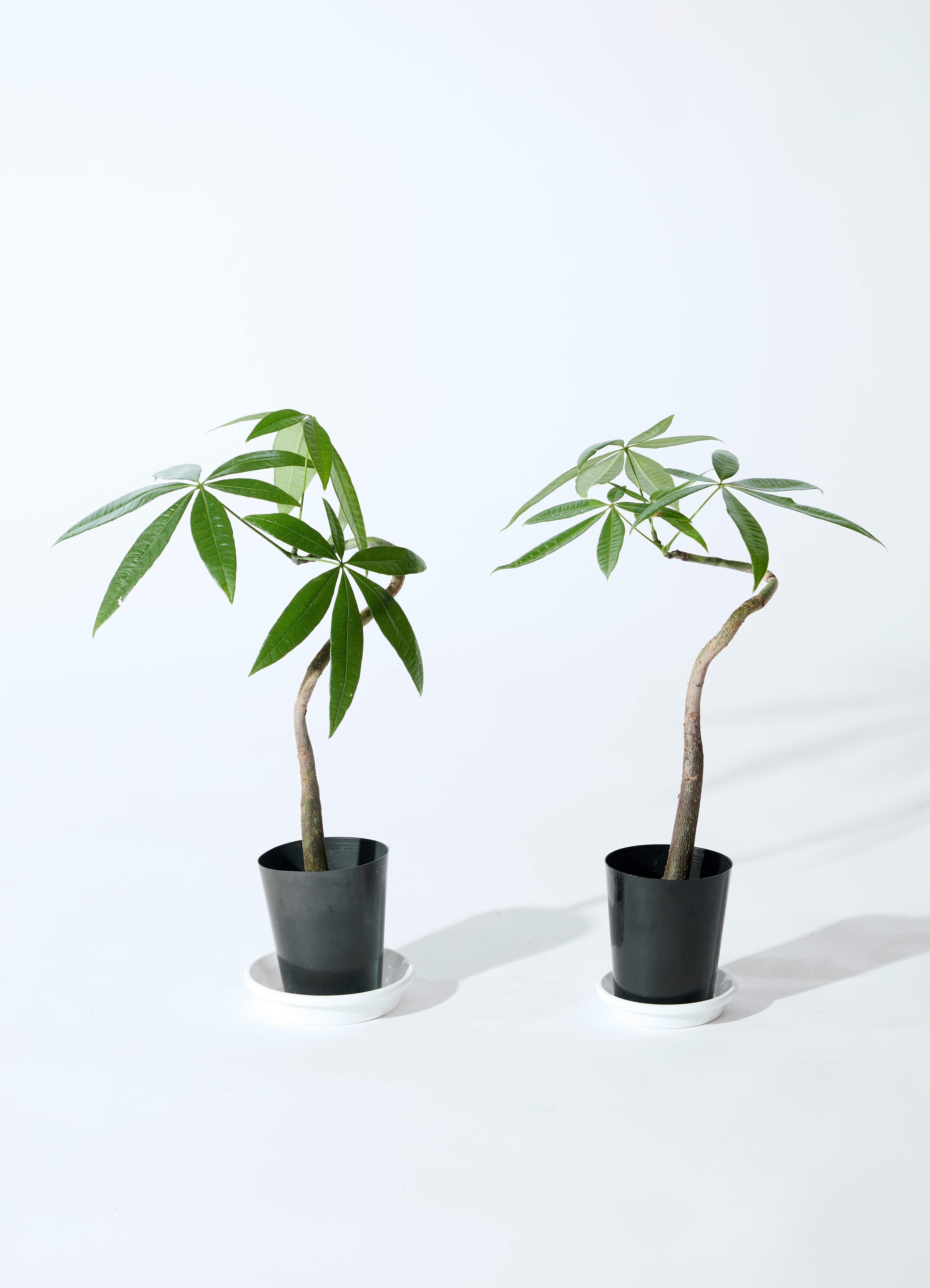 観葉植物 パキラ 3号 曲り アートストーン シリンダー グレー 付き