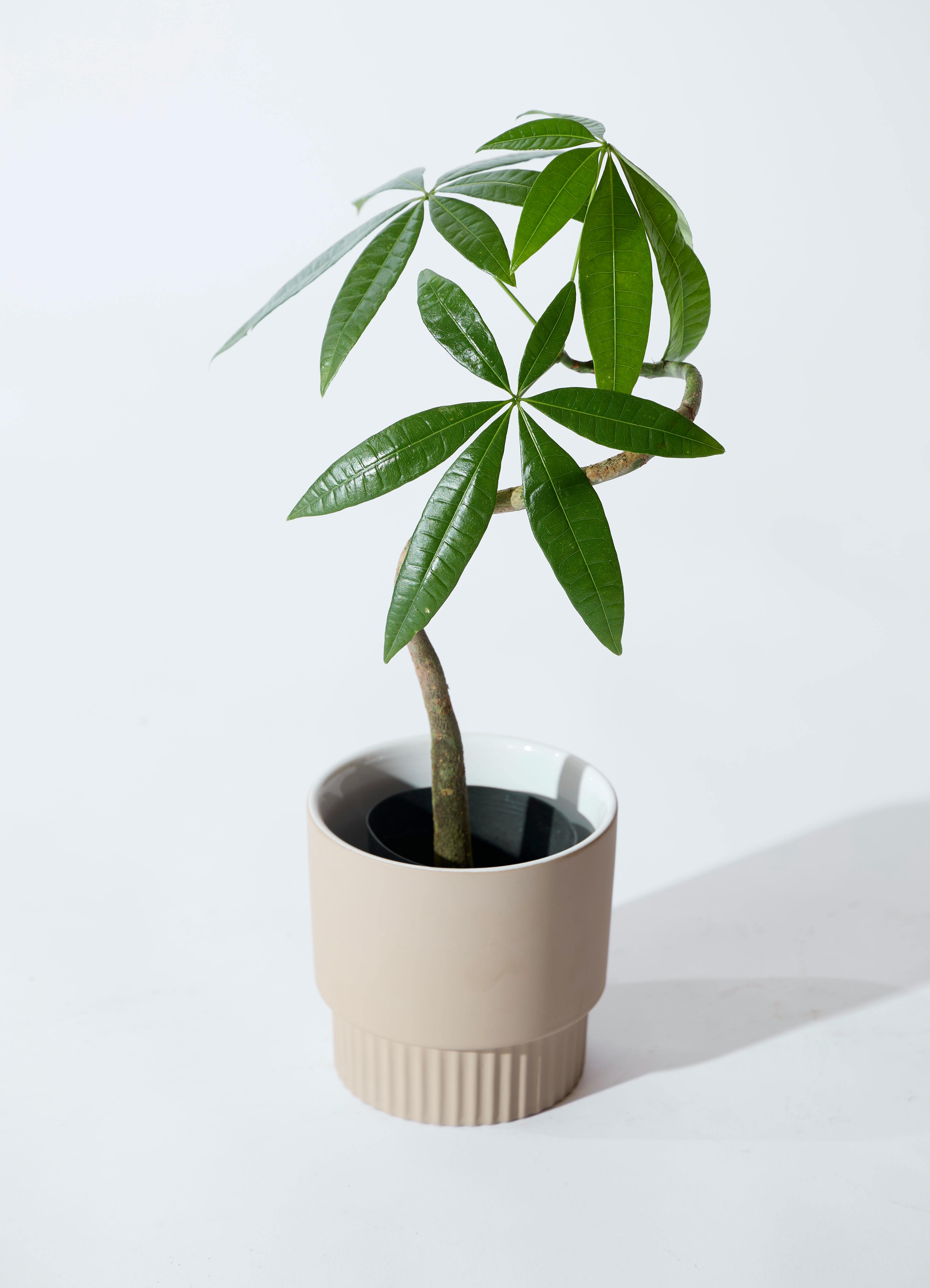 観葉植物 パキラ 3号 曲り プラスチック鉢 / 沖縄 屋嘉比 | 観葉植物