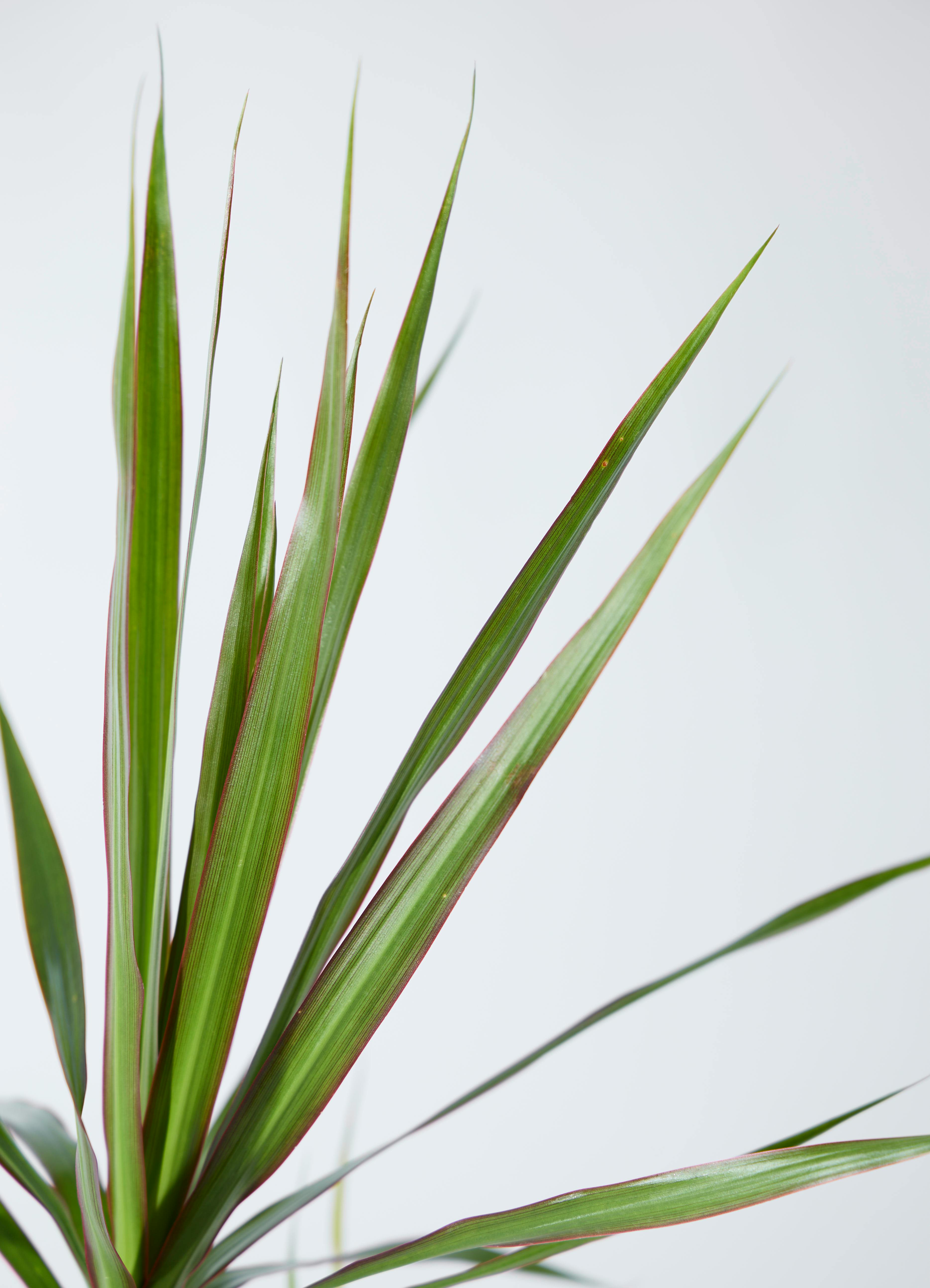 観葉植物 ドラセナ コンシンネ 3.5号 ロング トリカラー プラスチック