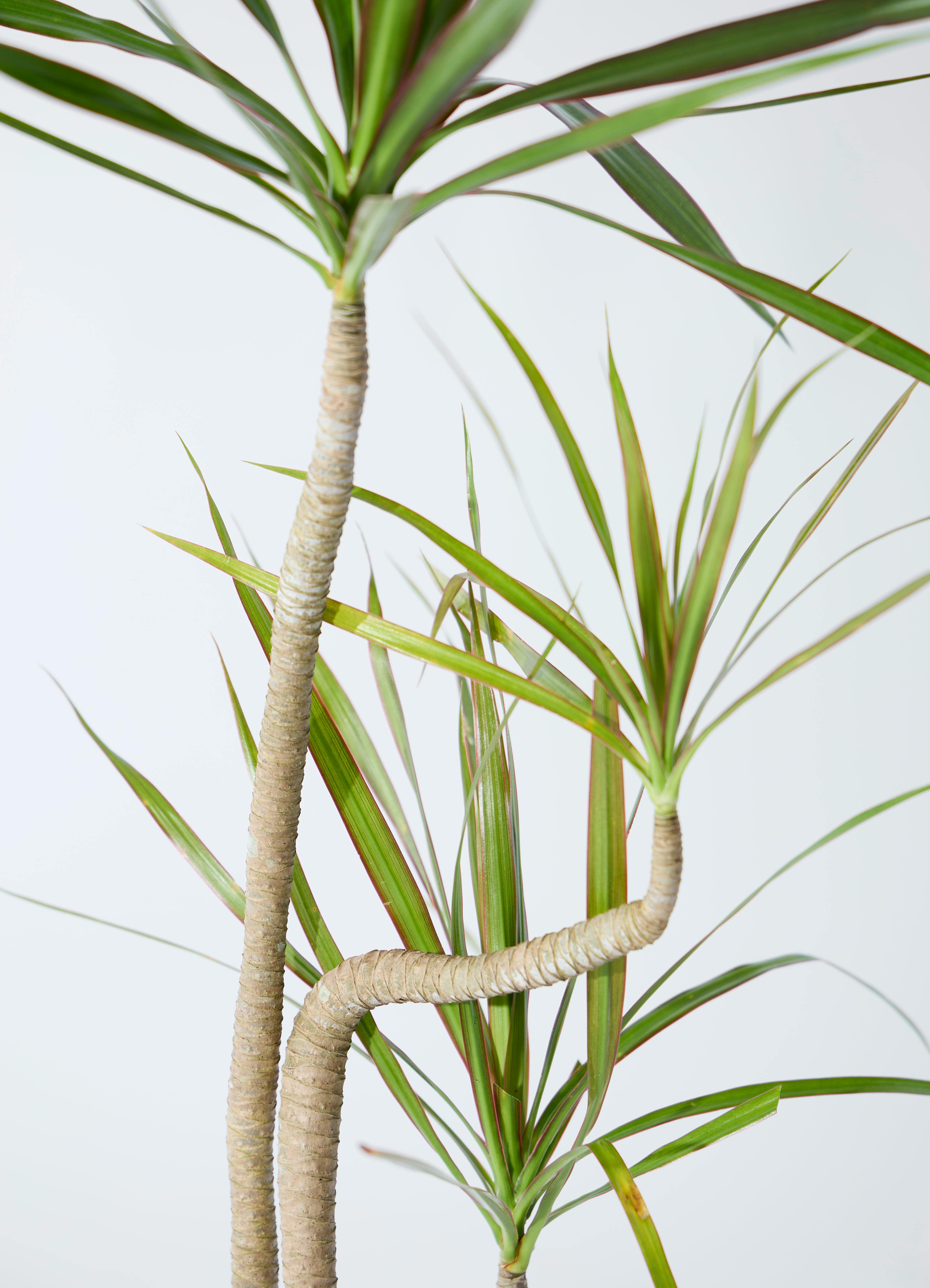 観葉植物 ドラセナ コンシンネ 3.5号 ロング トリカラー プラスチック