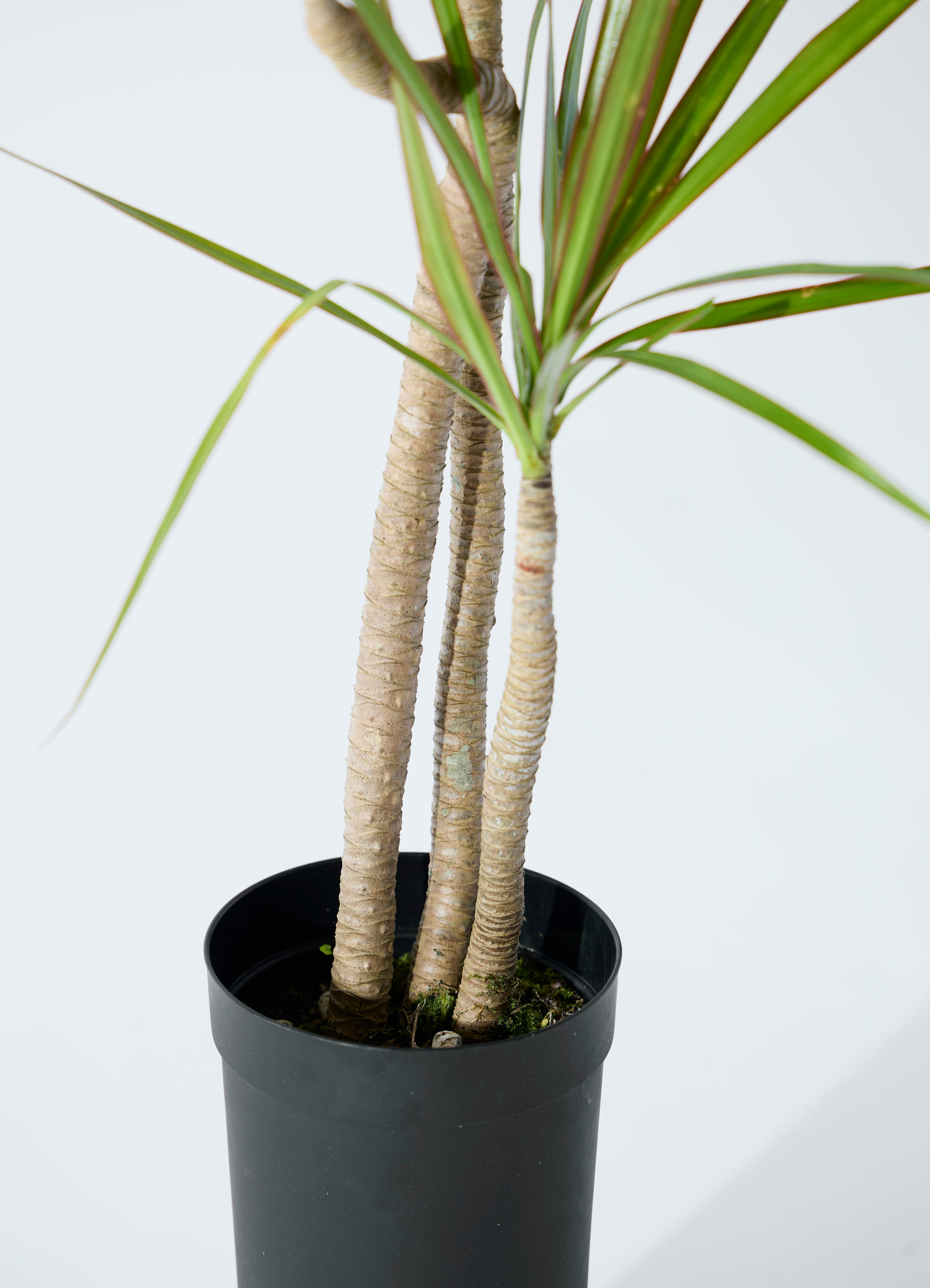 観葉植物 ドラセナ コンシンネ 3.5号 ロング トリカラー プラスチック