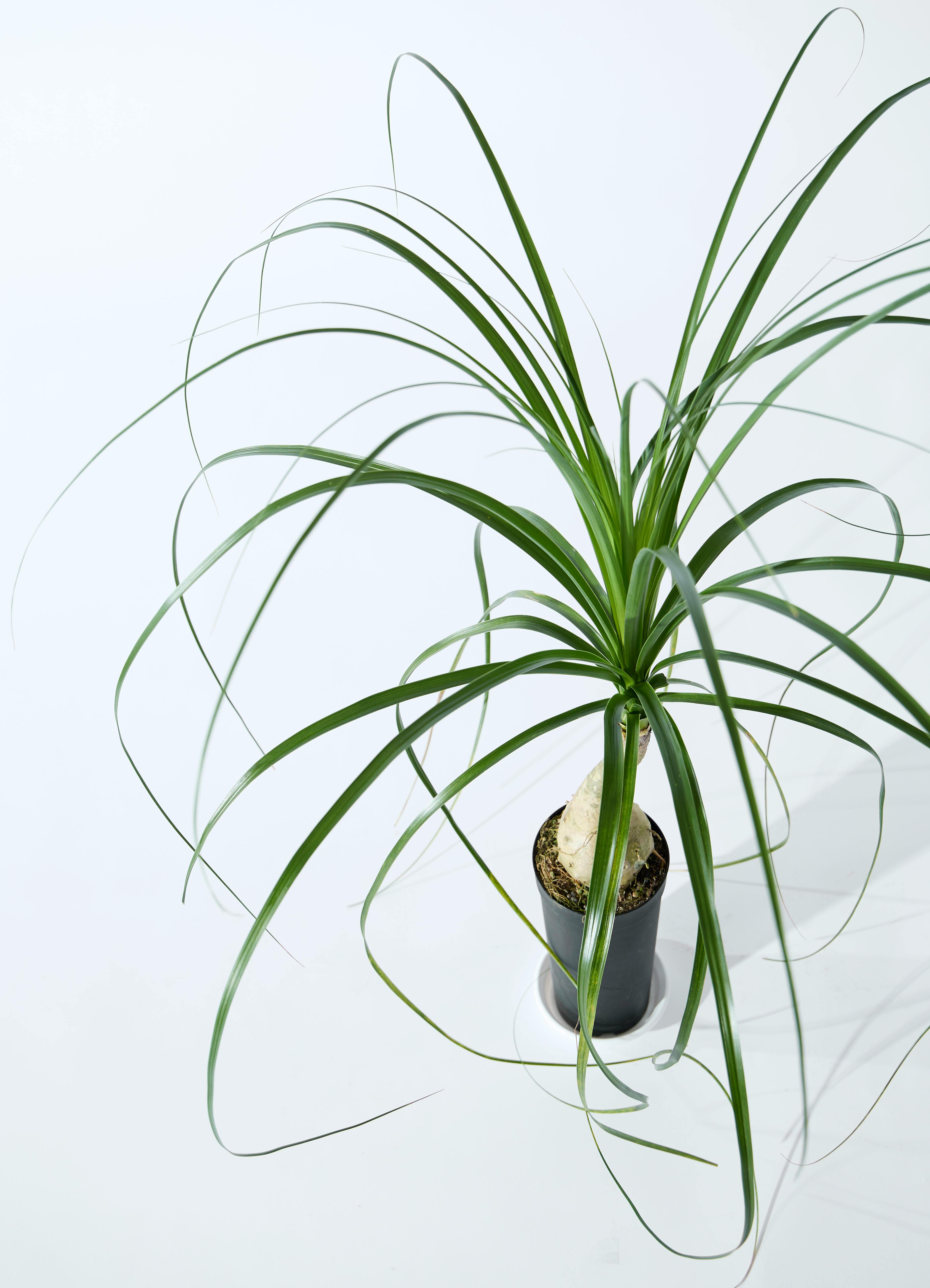 観葉植物 トックリラン 3.5号 ロング プラスチック鉢 | 観葉植物なら
