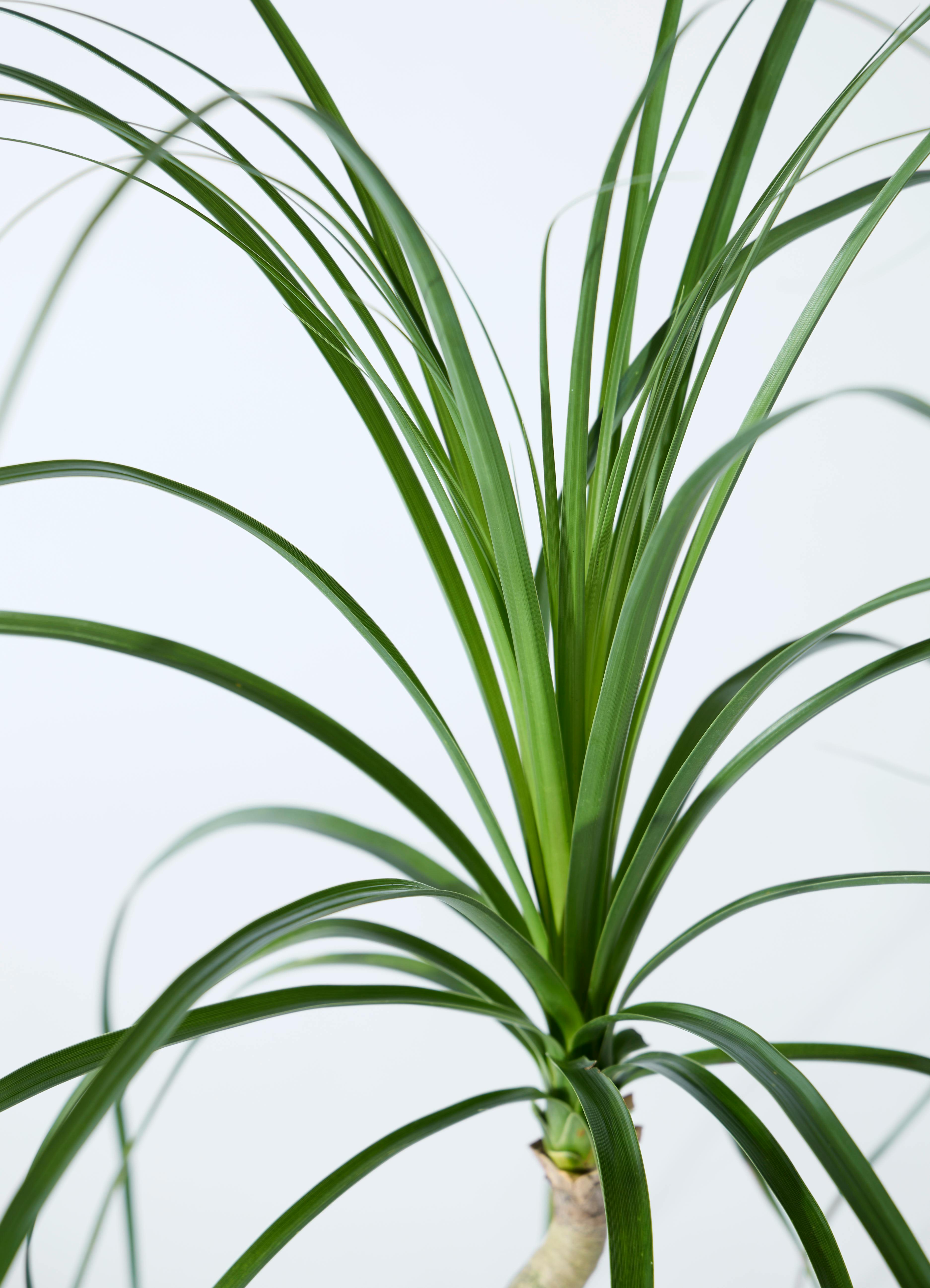 観葉植物 トックリラン 3.5号 ロング プラスチック鉢 | 観葉植物なら