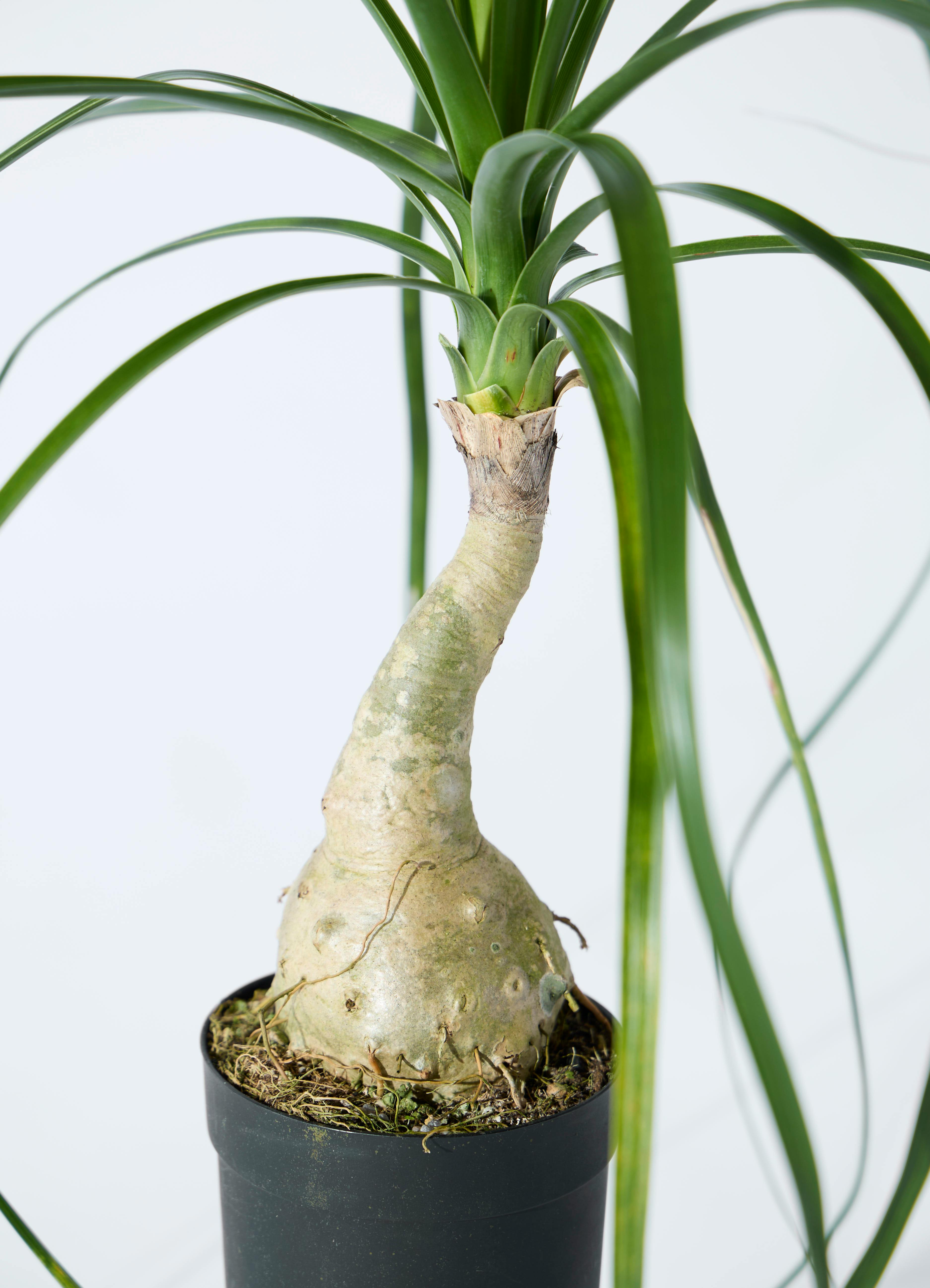 観葉植物 トックリラン 3.5号 ロング プラスチック鉢 | 観葉植物なら