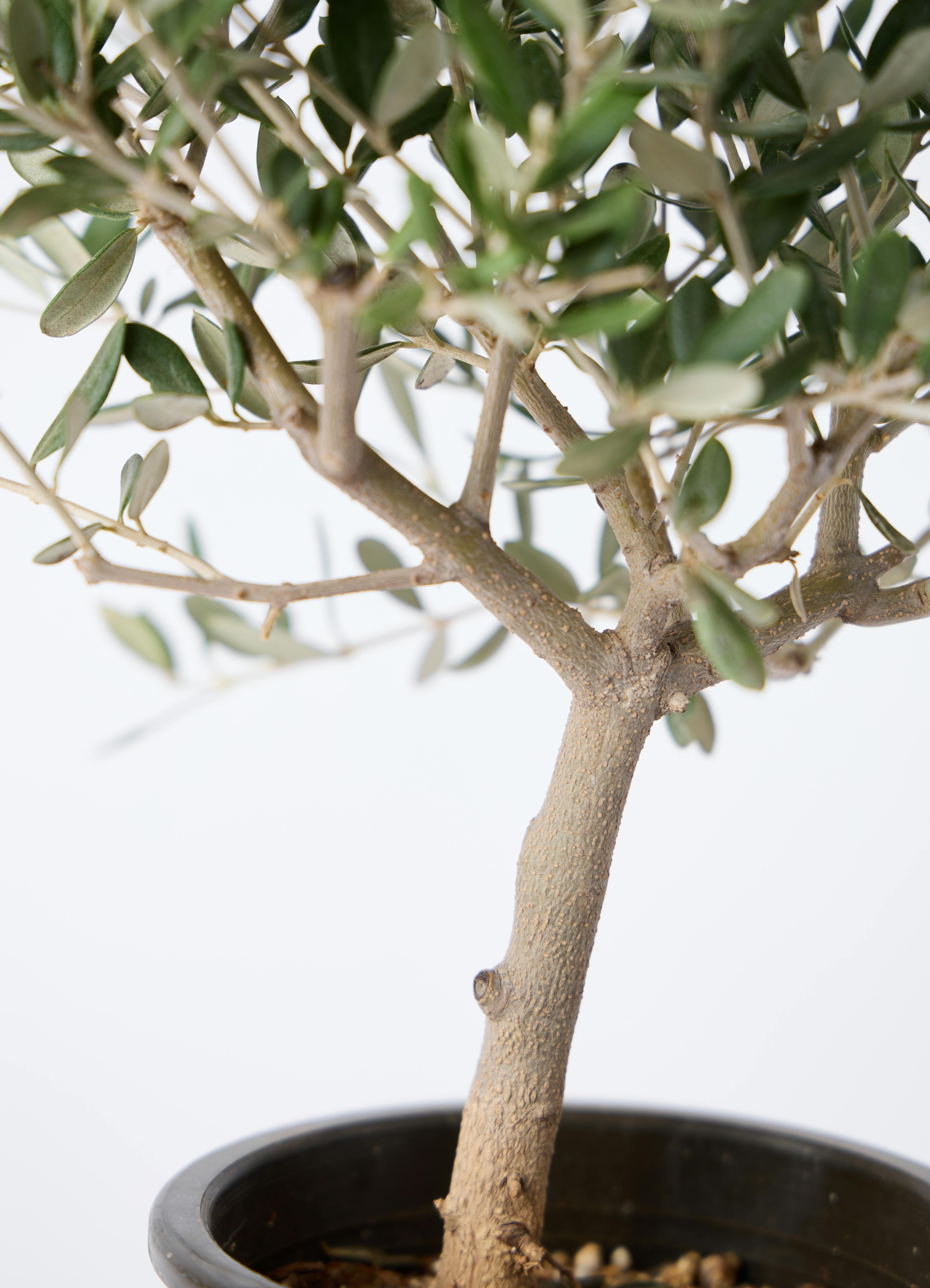 観葉植物 オリーブの木 4号 創樹 Mango Wood (マンゴーウッド