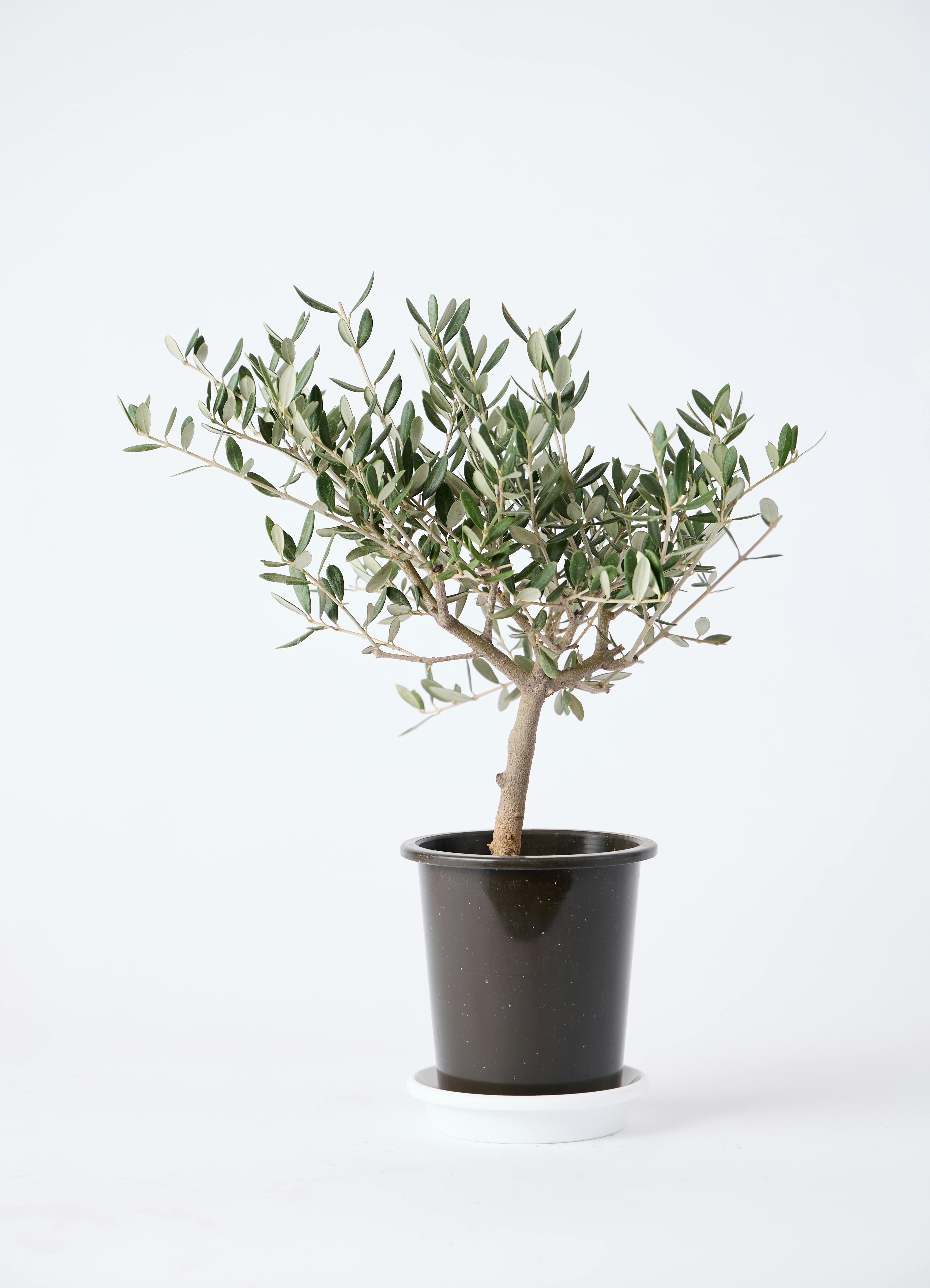 オリーブの木 創樹 | 観葉植物通販HitoHana(ひとはな)