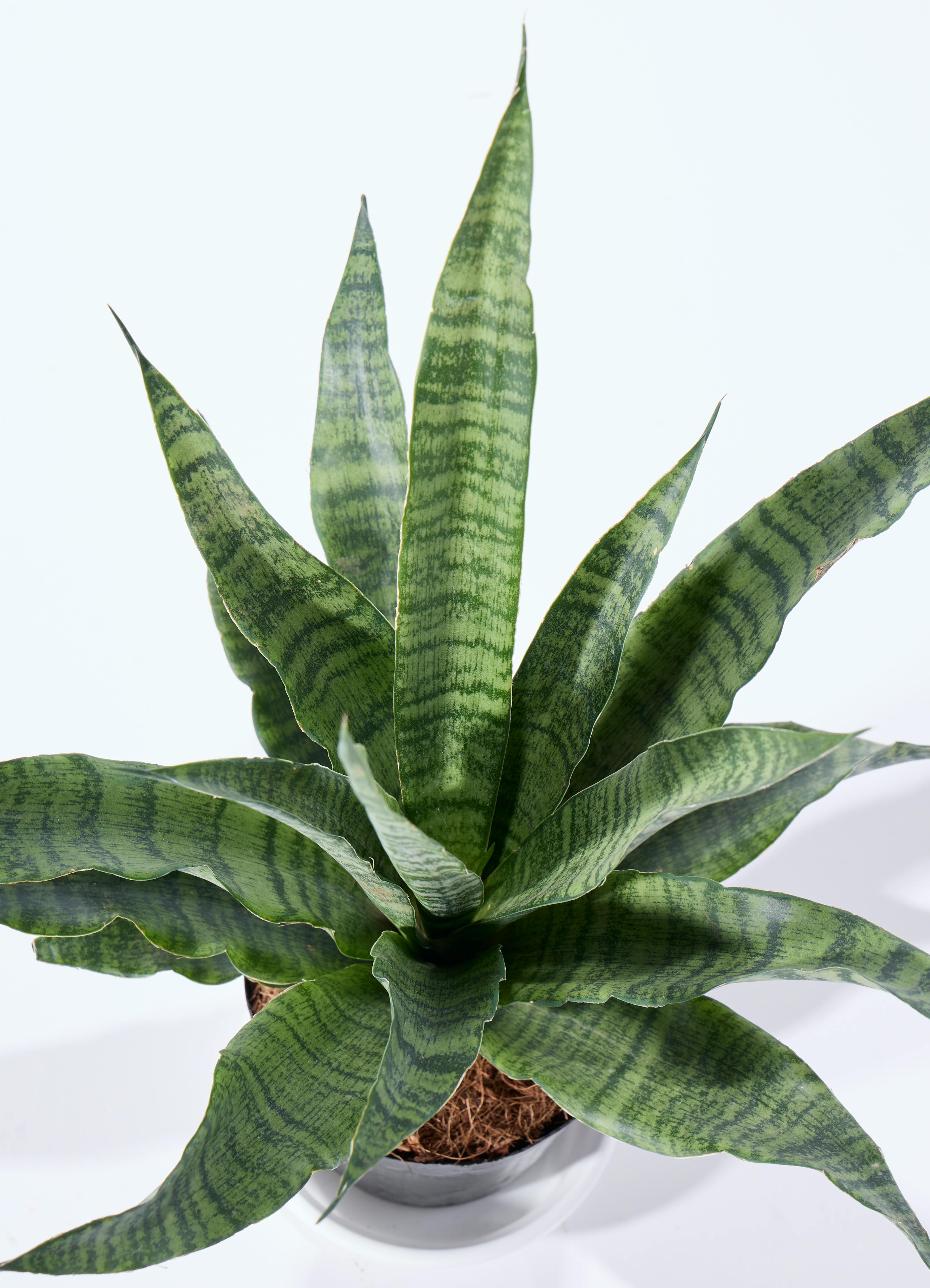 観葉植物 サンスベリア 4号 トリファッシアータ オスト ボール マット