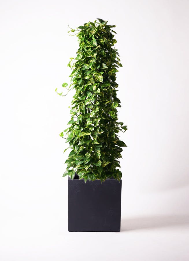 ポトス | 観葉植物の通販ならHitoHana（ひとはな）