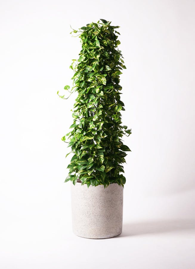 ポトス | 観葉植物の通販ならHitoHana（ひとはな）