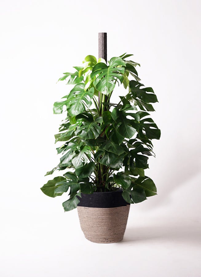 モンステラ 大型 | 観葉植物通販HitoHana(ひとはな)