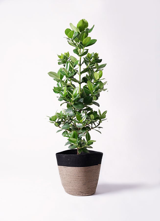 観葉植物 クルシア ロゼア プリンセス 8号 リブバスケットNatural and