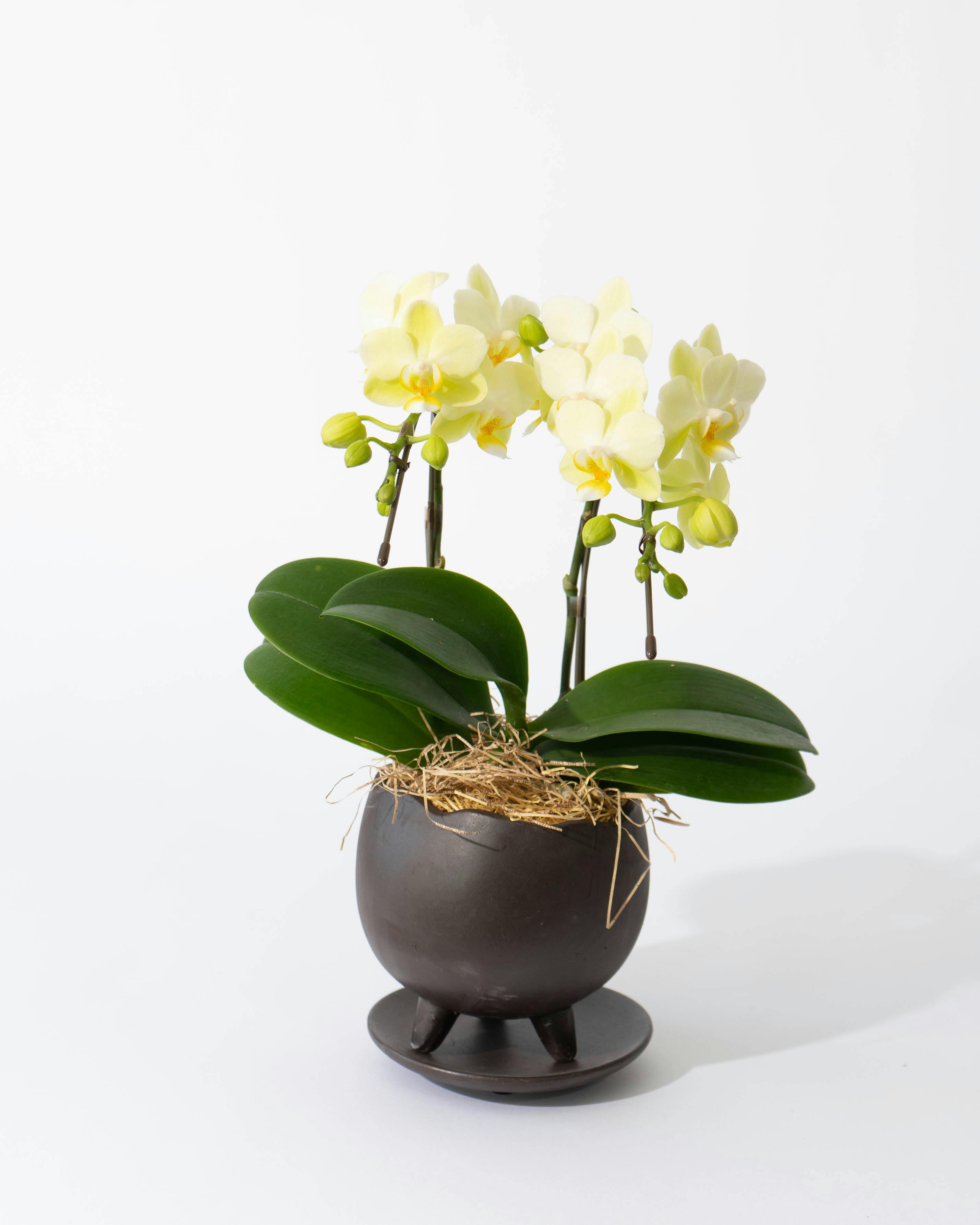 ミディ胡蝶蘭 黄色 2本立ち KouBou 月 | 胡蝶蘭ならHitoHana(ひとはな)