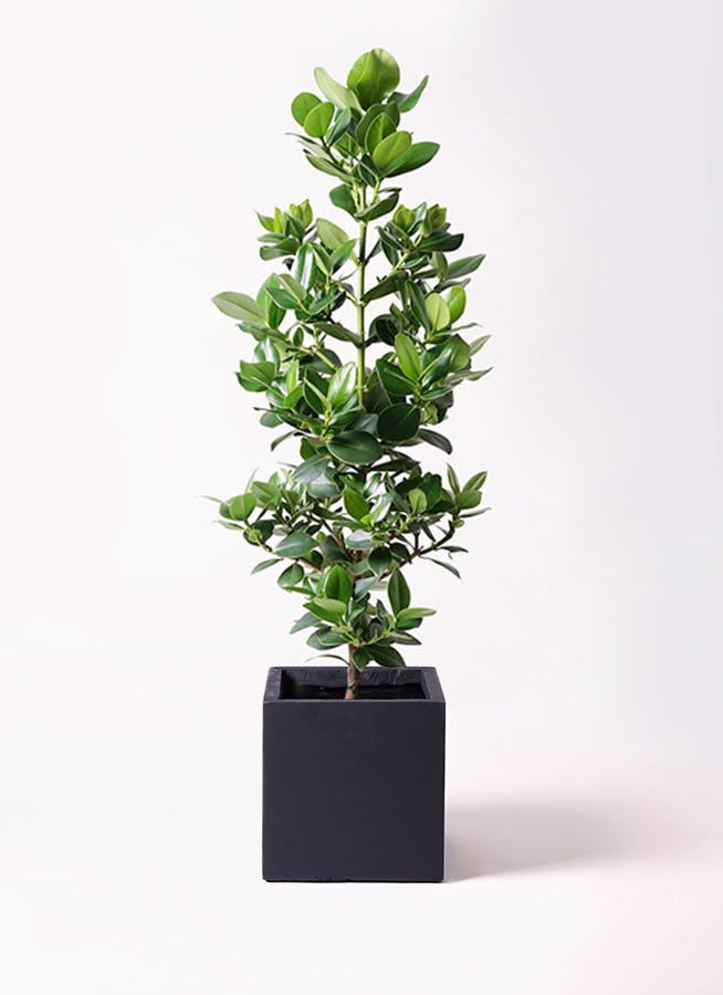 観葉植物 ソテツ 8号 ベータ キューブプランター 黒 付き | 観葉植物