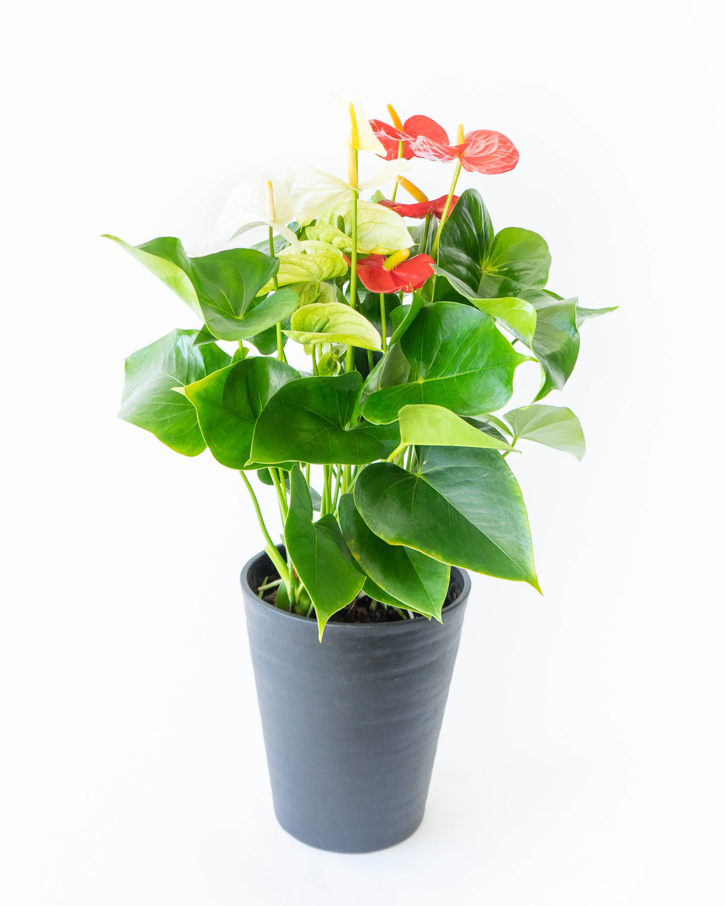 10,000円の鉢植えのお花 | 鉢植えのお花ならHitoHana（ひとはな）