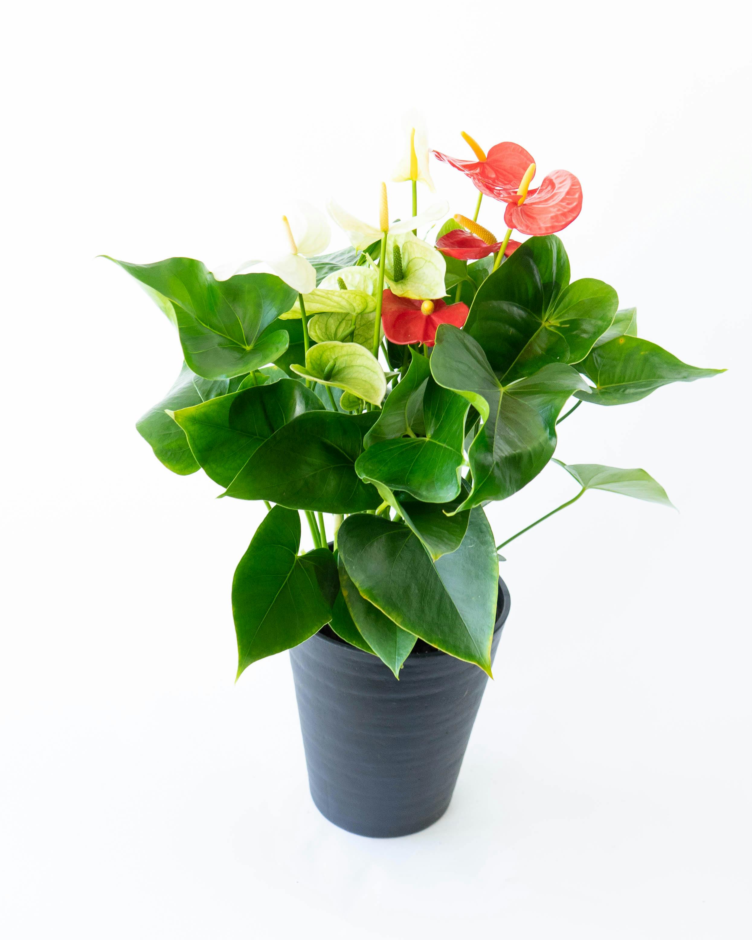 産地直送 観葉植物 アンスリウム 熟成 紅うちわ 7号 レッド×ホワイト
