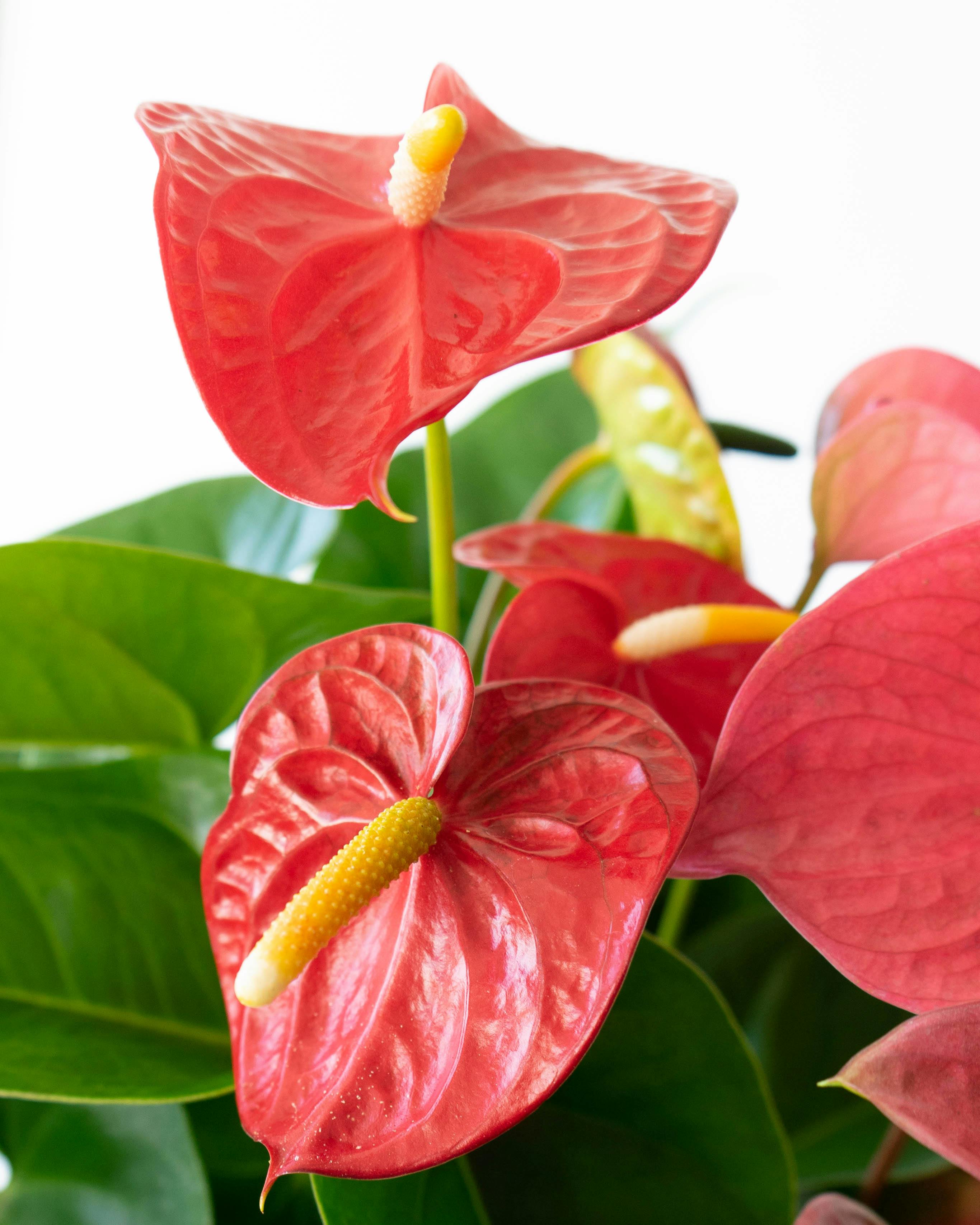 産地直送 観葉植物 アンスリウム 熟成 紅うちわ 7号 ピンク×レッド 黒