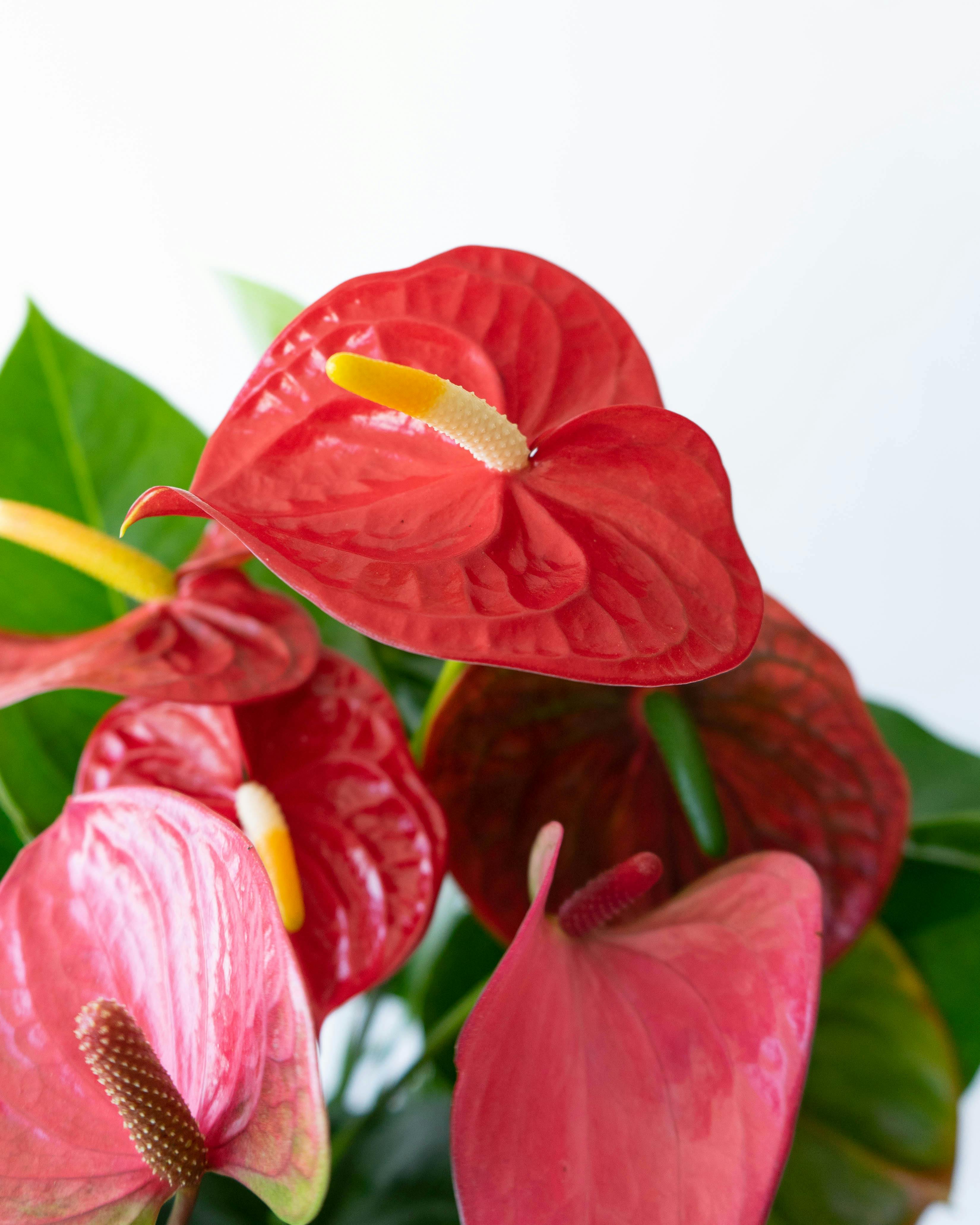 産地直送 観葉植物 アンスリウム 熟成 紅うちわ 7号 ピンク×レッド 黒