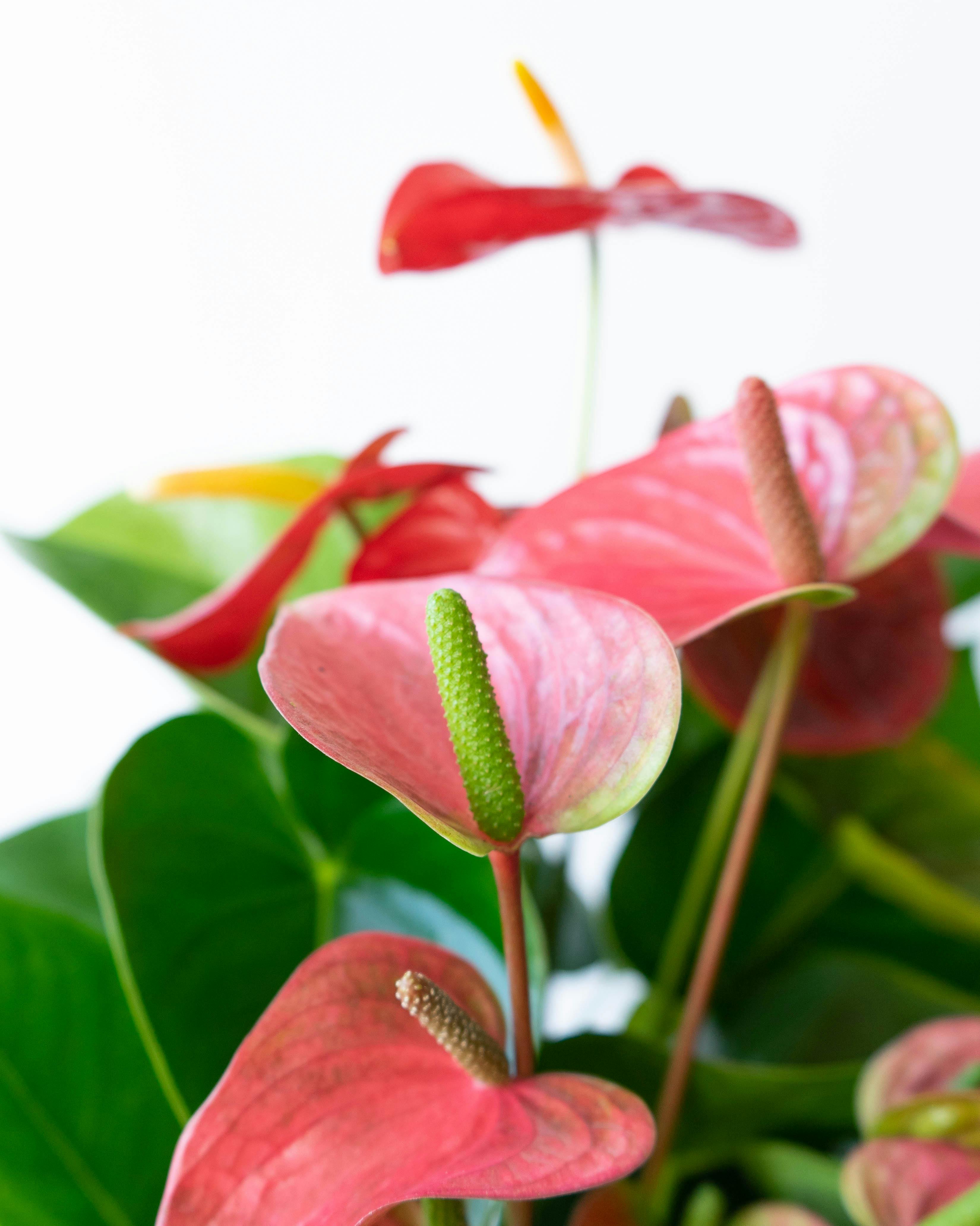 産地直送 観葉植物 アンスリウム 熟成 紅うちわ 7号 ピンク×レッド 黒