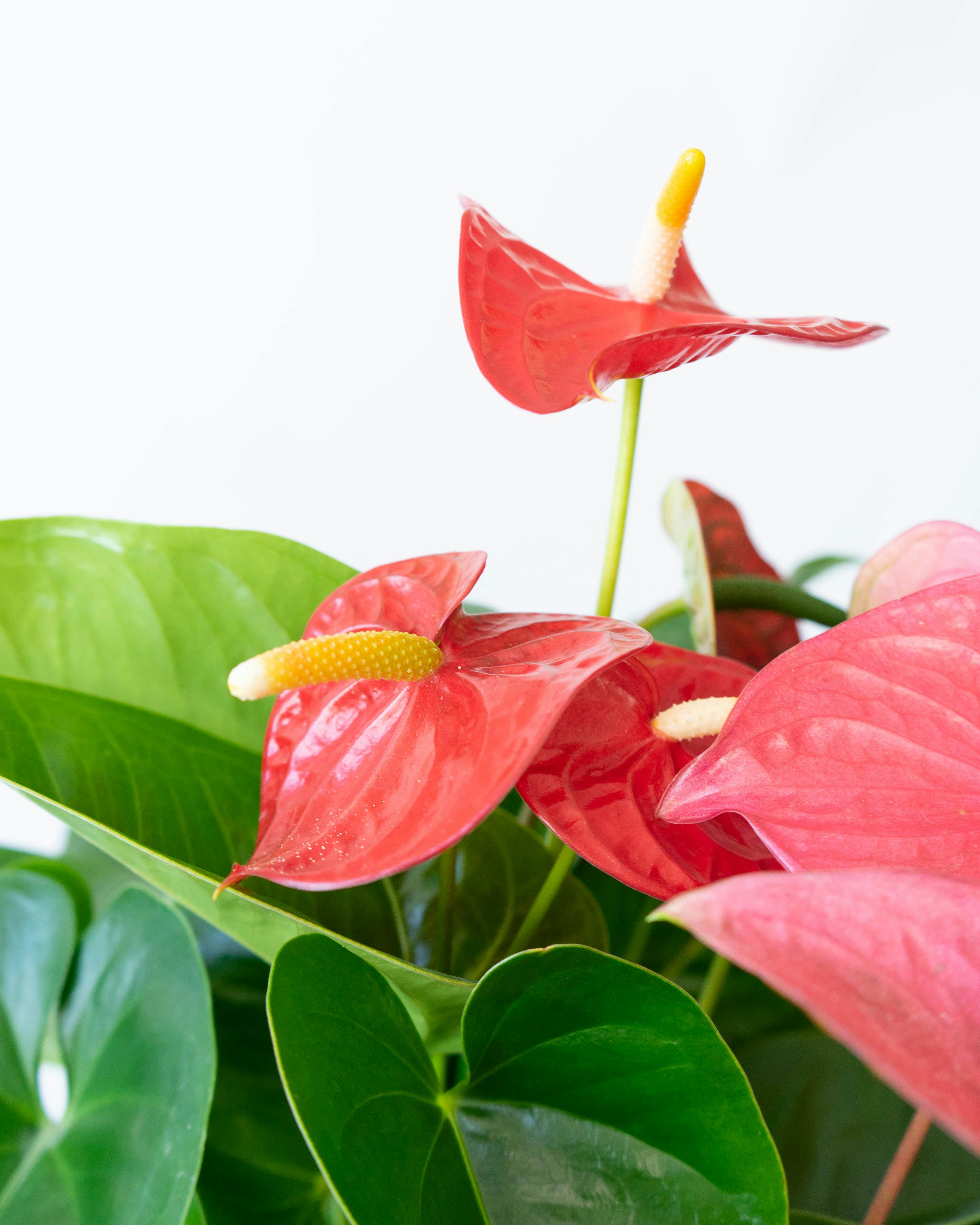 産地直送 観葉植物 アンスリウム 熟成 紅うちわ 7号 ピンク×レッド 黒