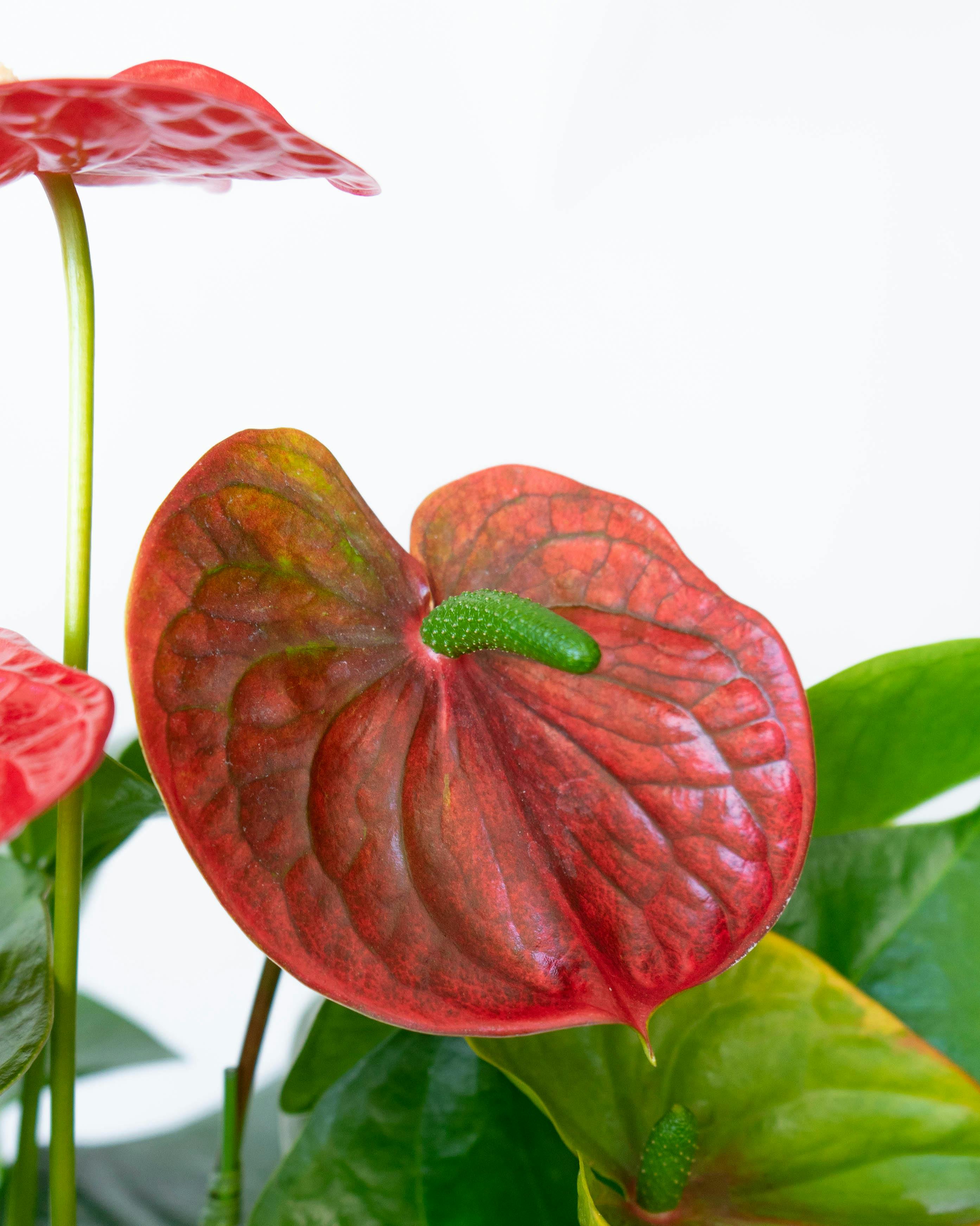 産地直送 観葉植物 アンスリウム 熟成 紅うちわ 7号 ピンク×レッド 黒