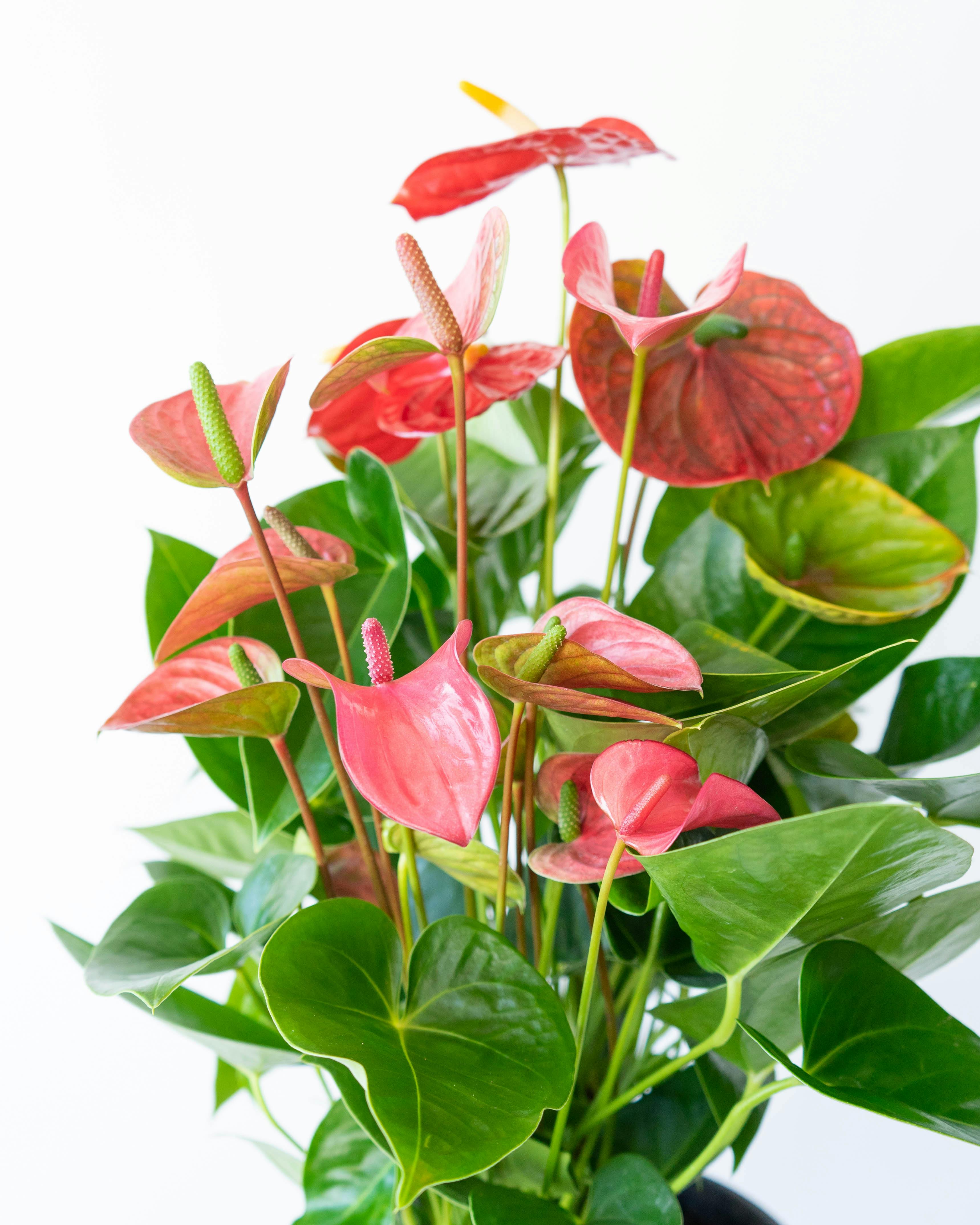 産地直送 観葉植物 アンスリウム 熟成 紅うちわ 7号 ピンク×レッド 黒