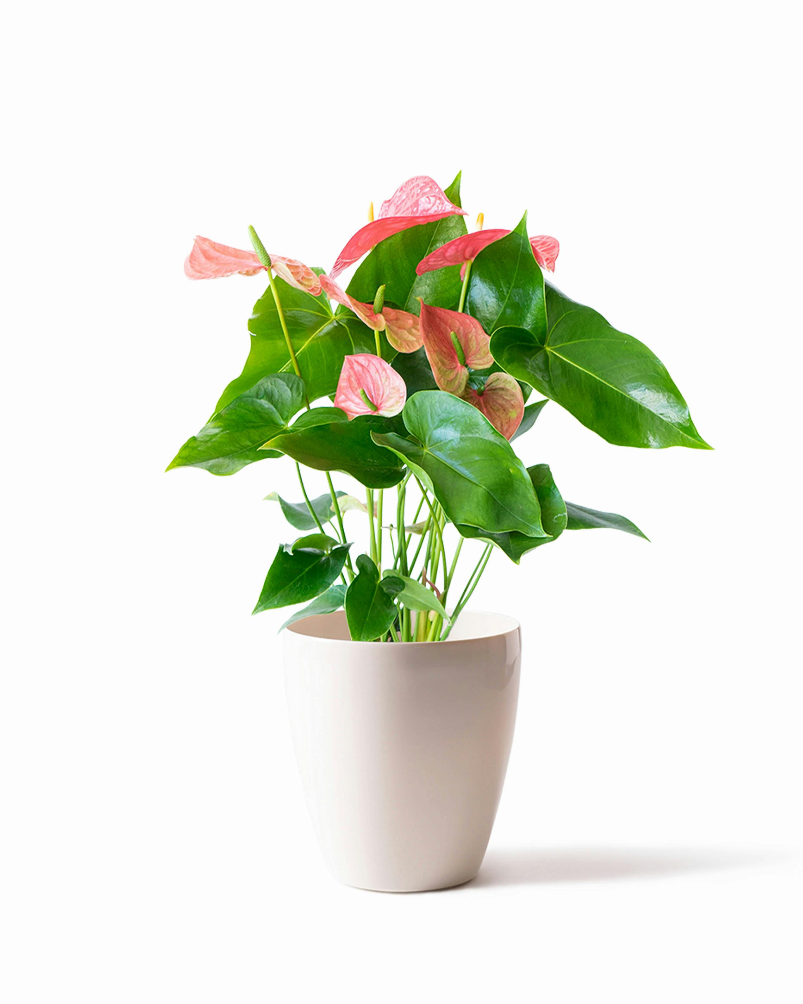 母の日】あじさい 鉢植えのお花 ホットチボリ ピンク ウッドポット
