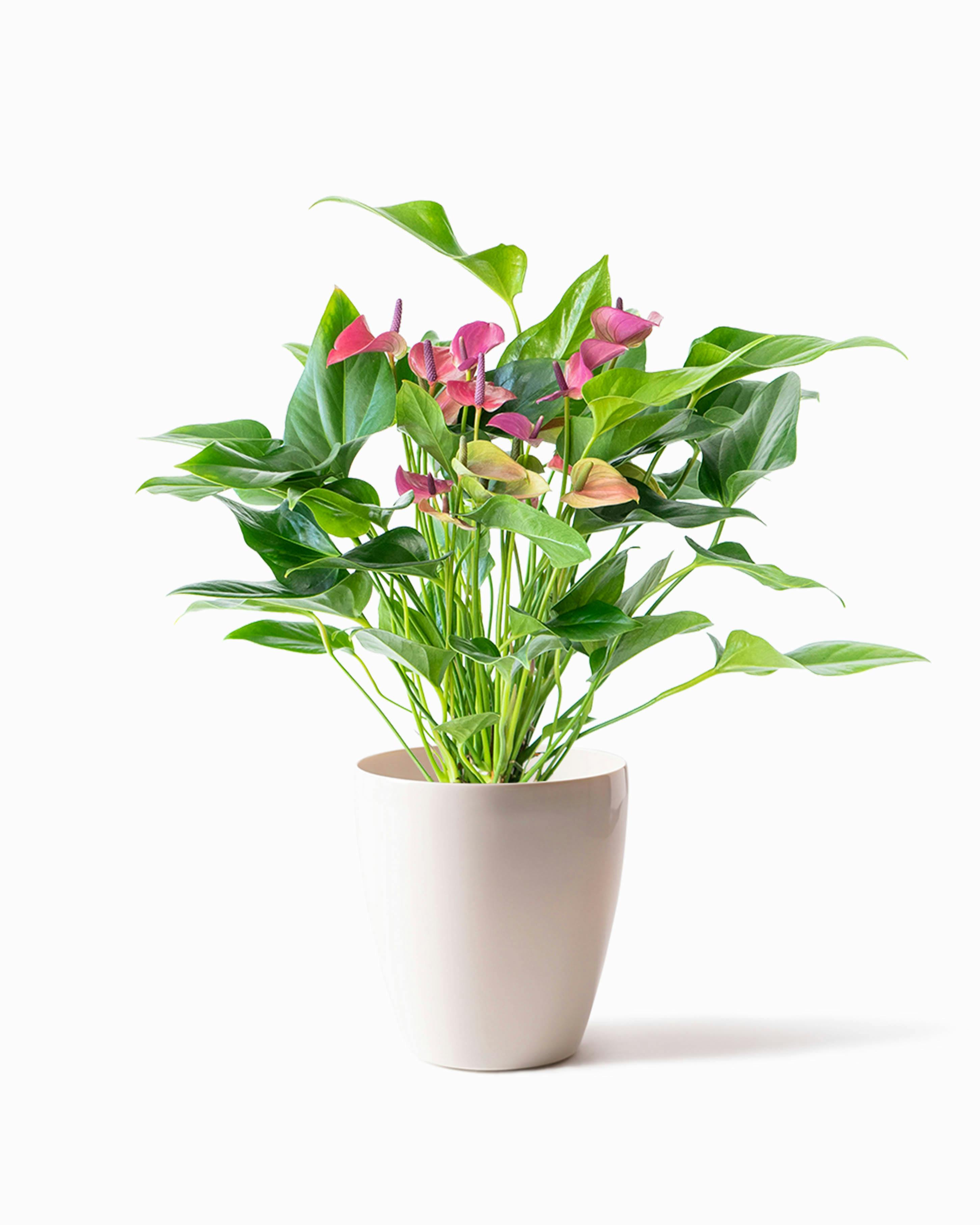 5,000円の鉢植えのお花 | 鉢植えのお花ならHitoHana（ひとはな）