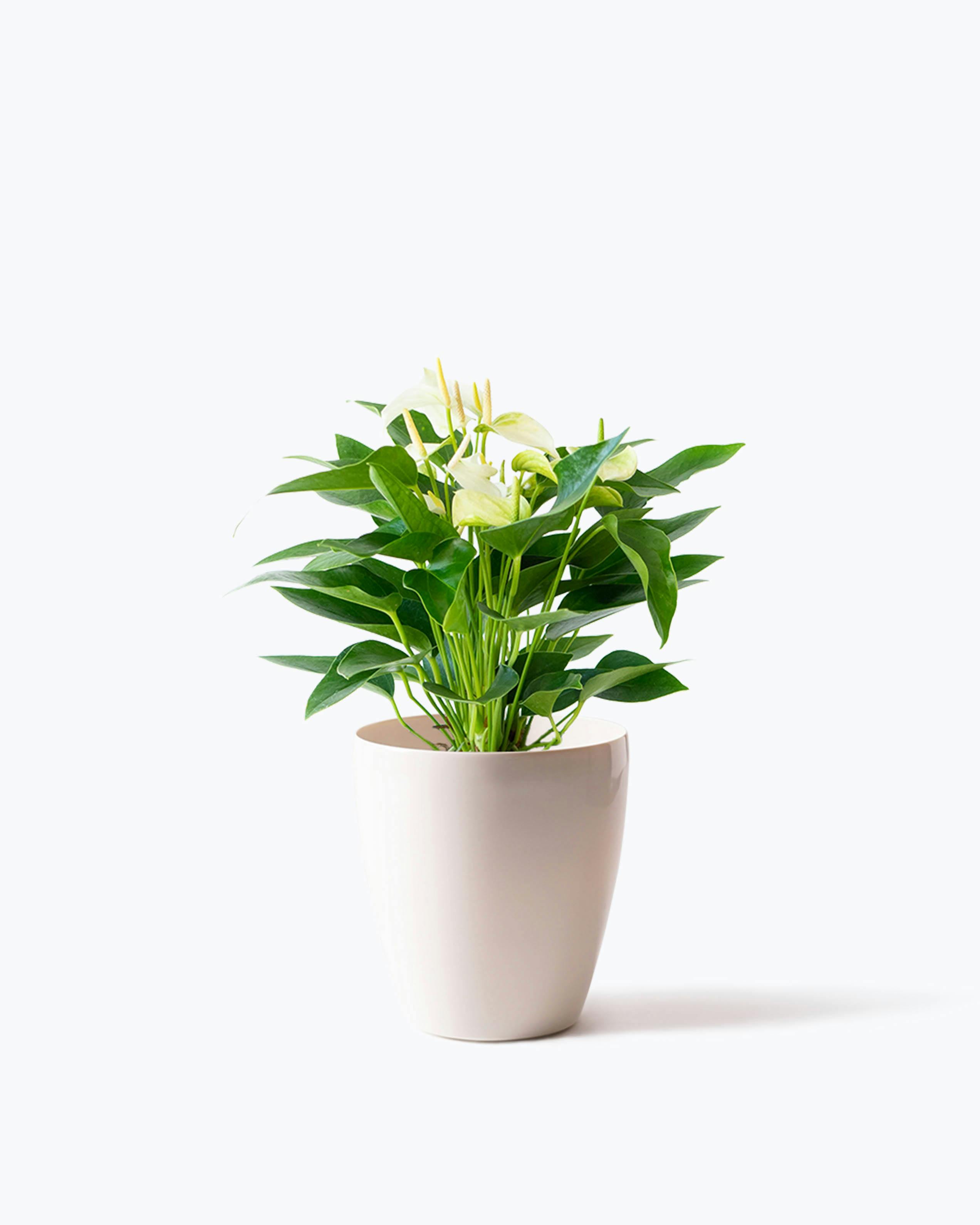 ds-anthical-anthurium-white- ds-anthical-anthurium-white-