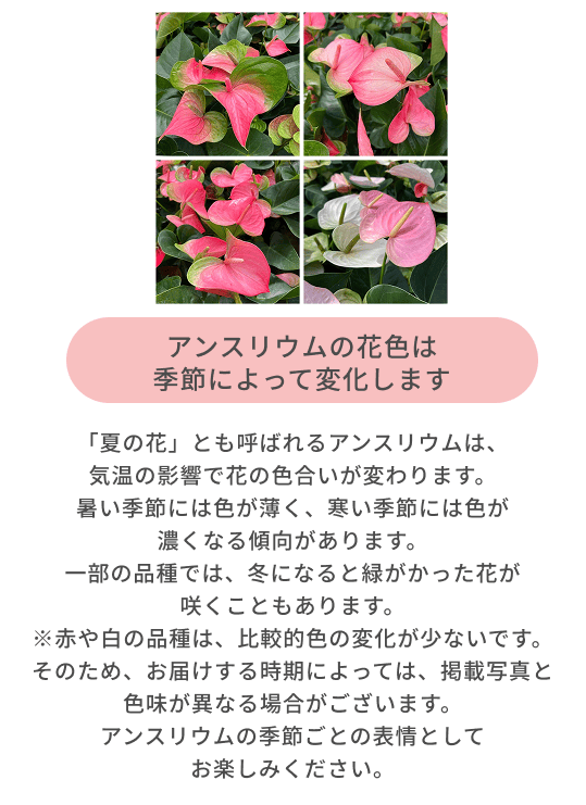 産地直送 観葉植物 アンスリウム 熟成 紅うちわ 7号 ピンク×レッド 黒