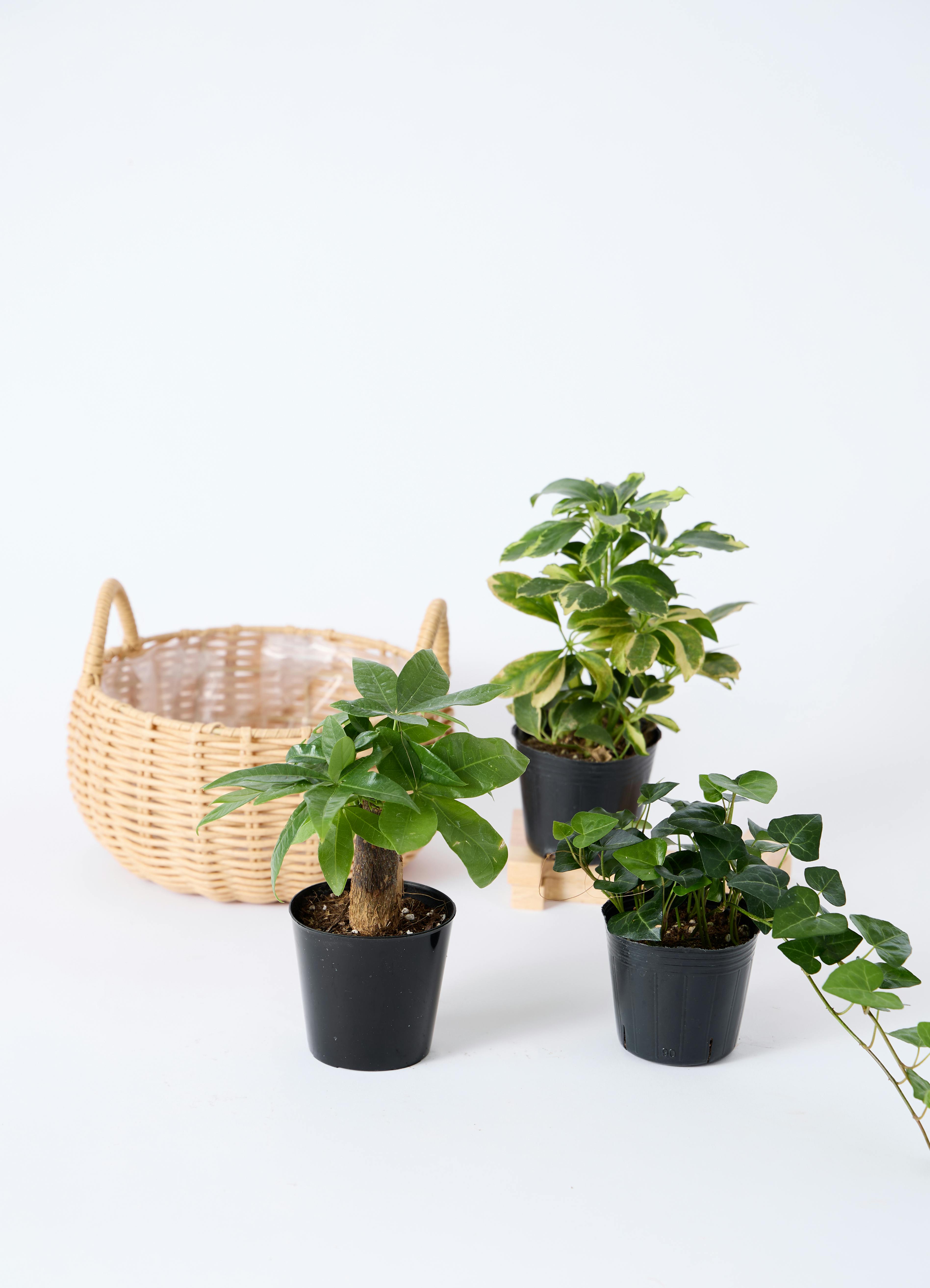 天然木 バスケット 観葉植物 インテリア 観葉植物 バスケットセット パキラと2つの選べる植物 | 観葉植物なら