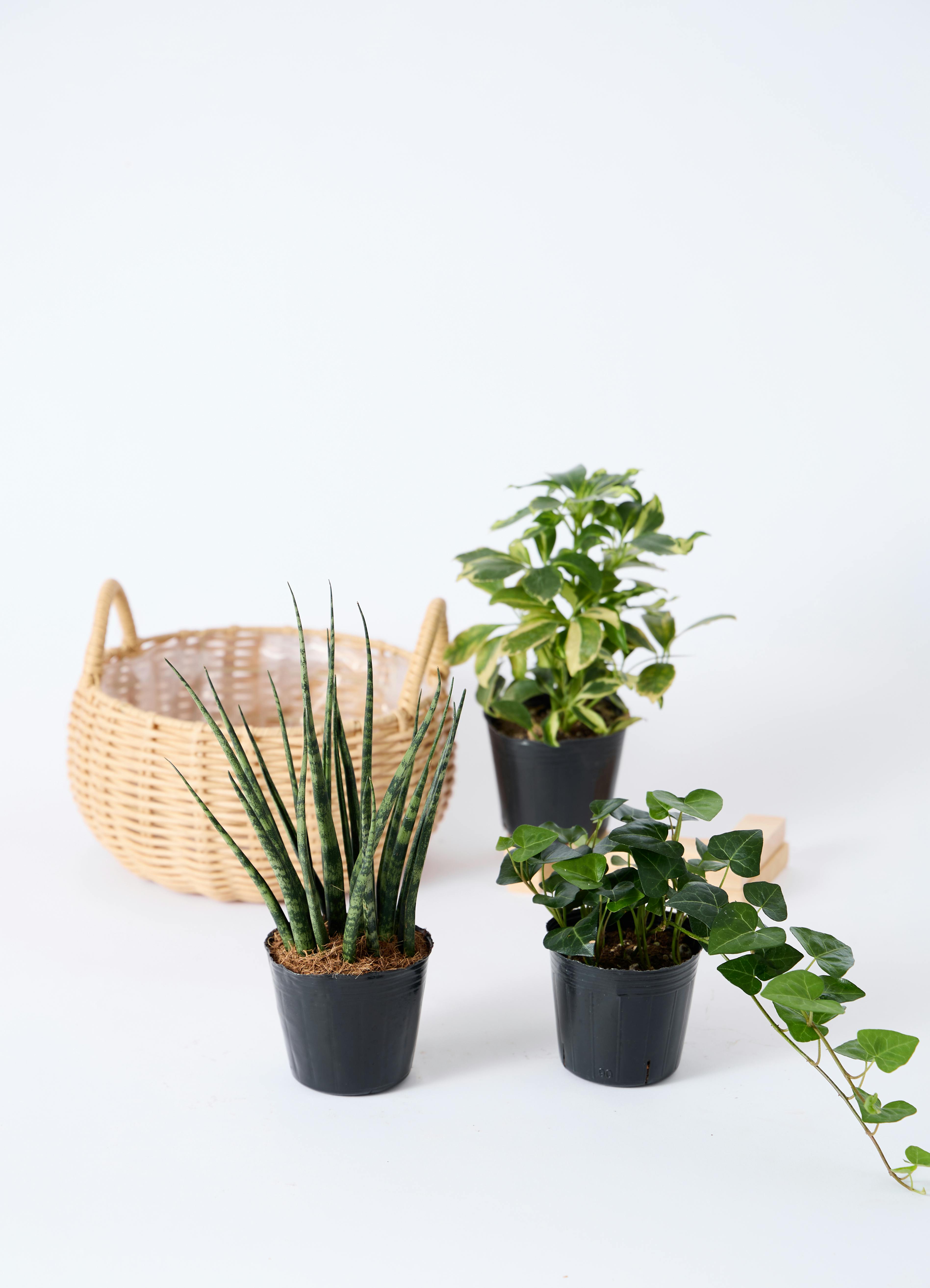 観葉植物 初心者セット | HitoHana（ひとはな）