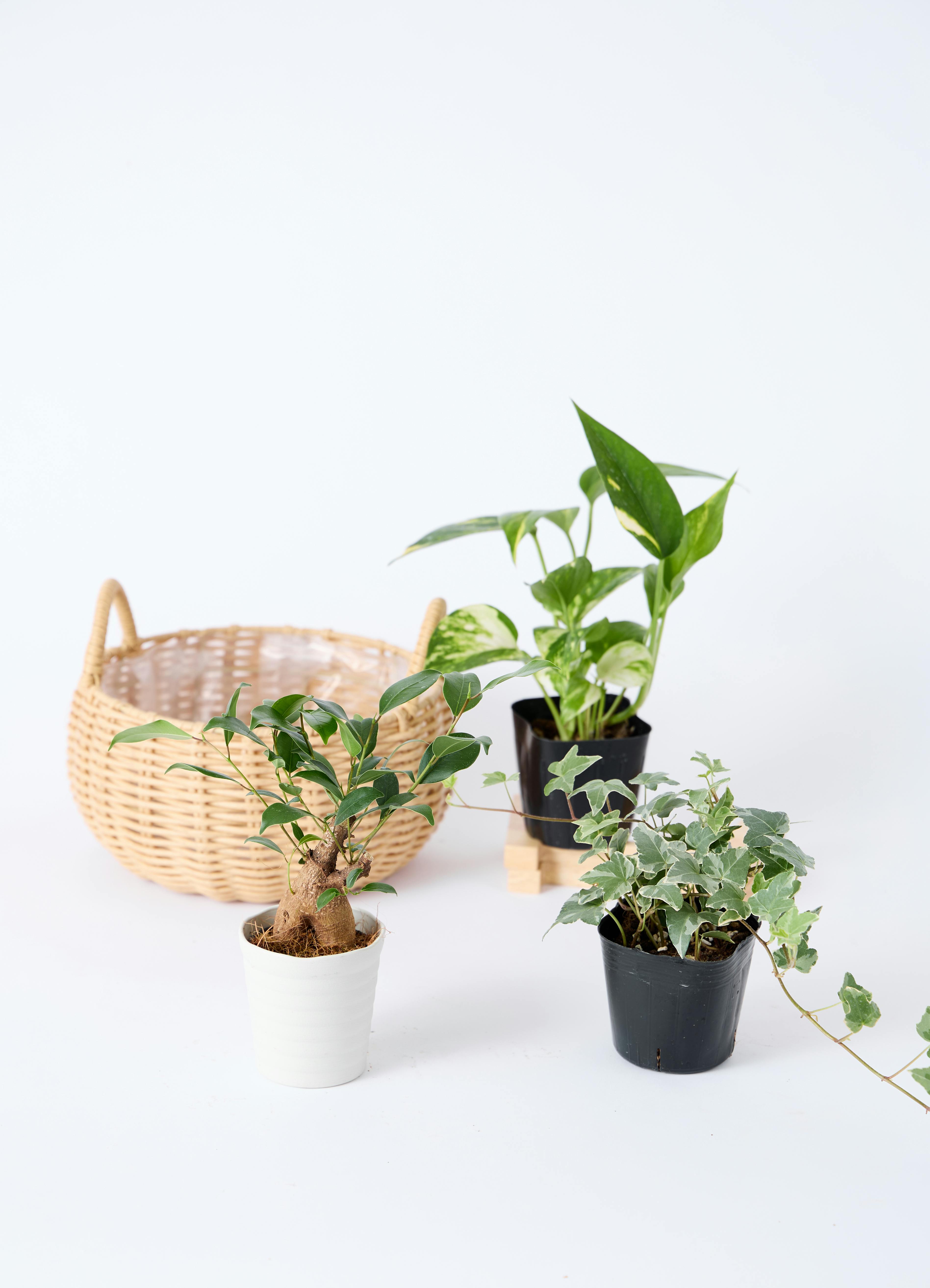 観葉植物 初心者セット | HitoHana（ひとはな）
