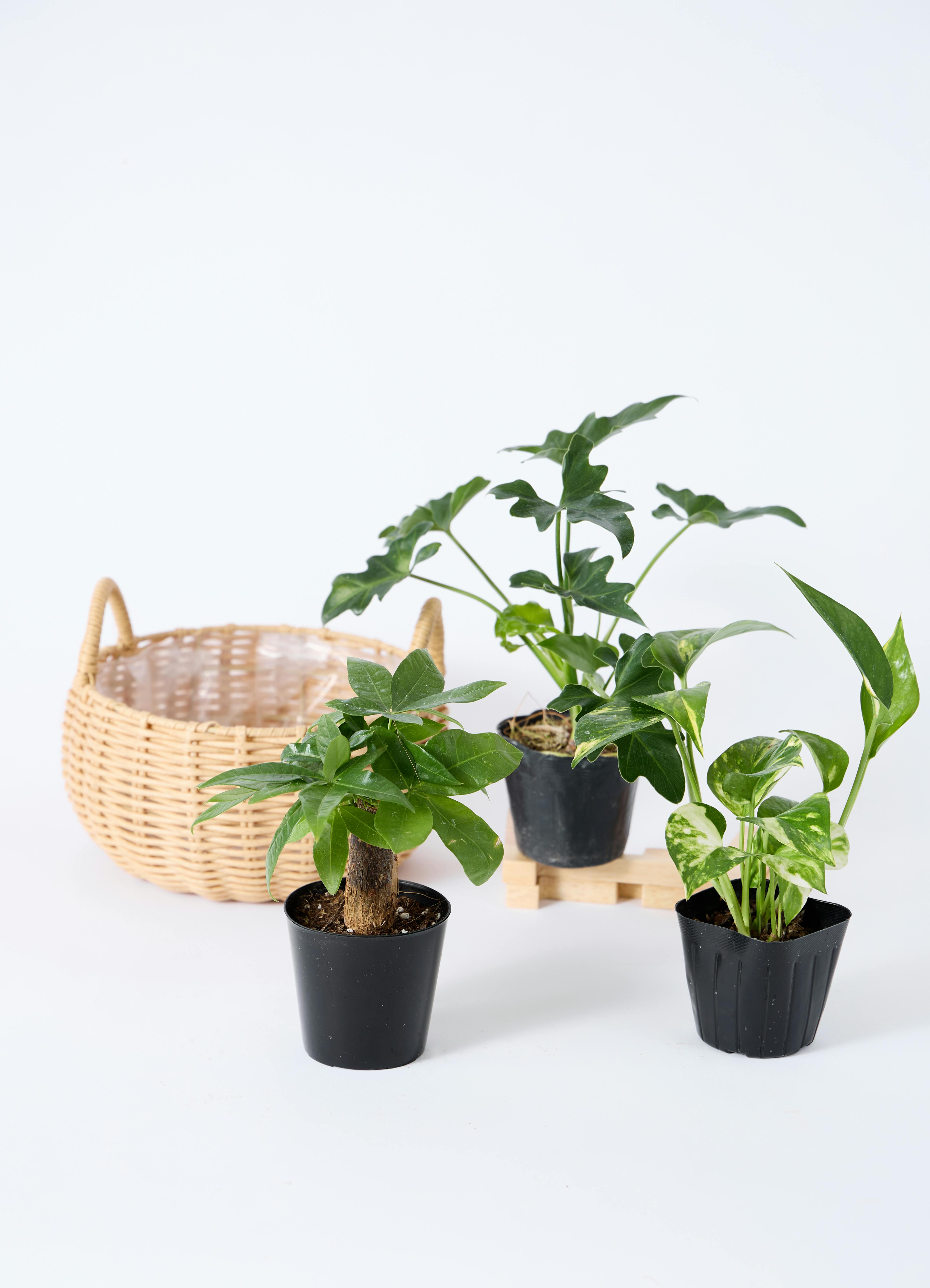 観葉植物 バスケットセット パキラと2つの選べる植物 | 観葉植物なら