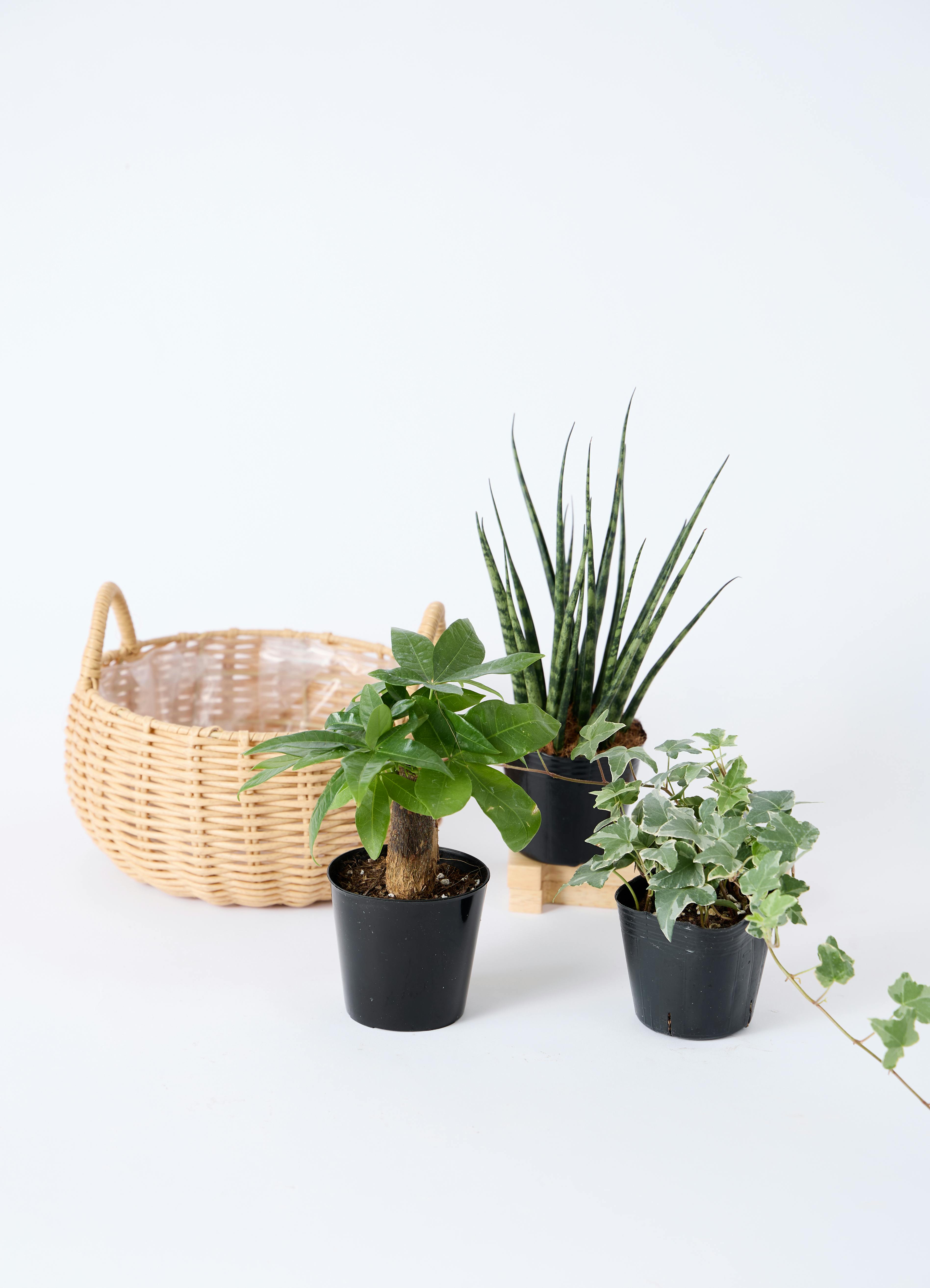 観葉植物 初心者セット | HitoHana（ひとはな）