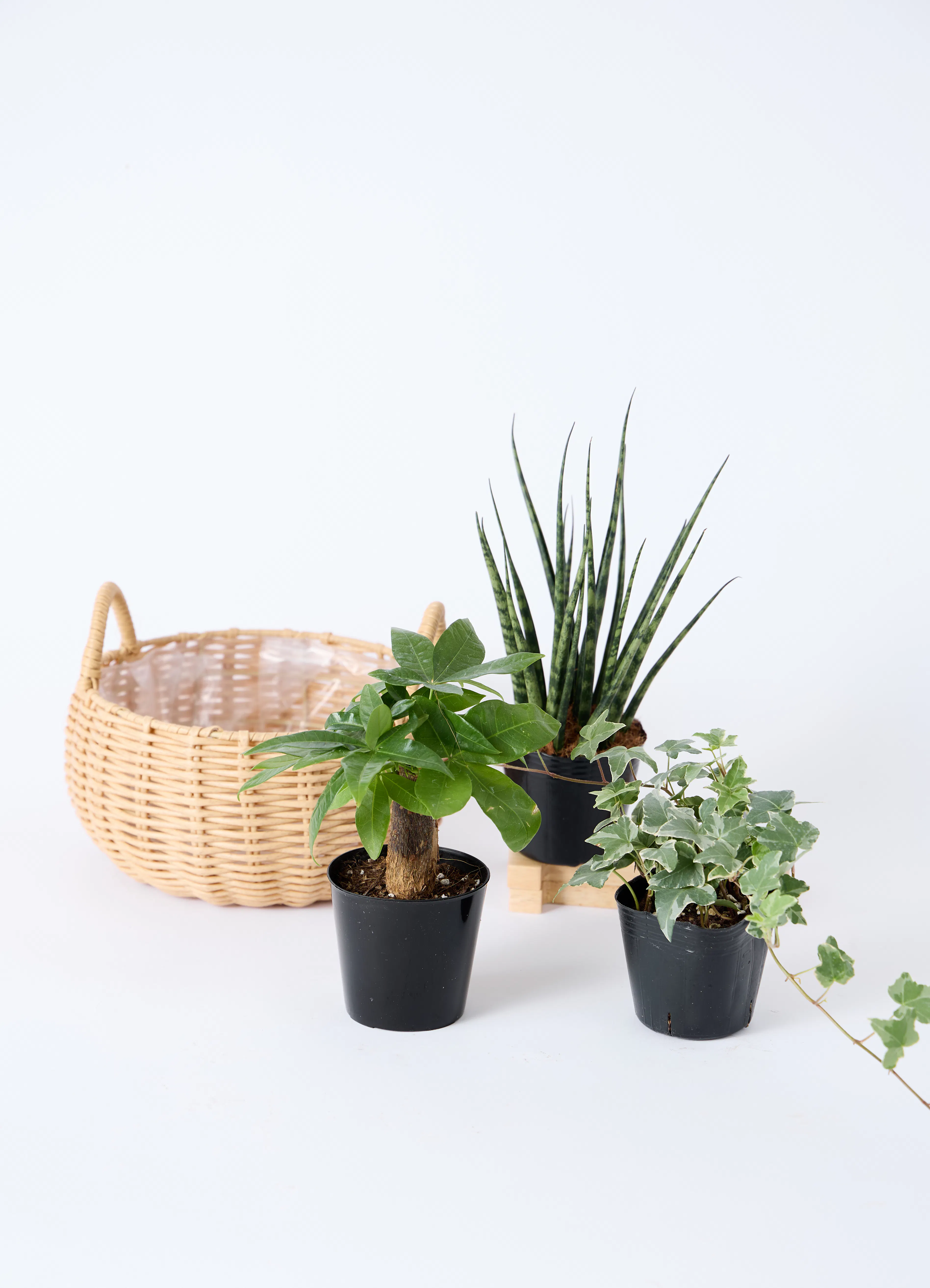 観葉植物 お菓子やスイーツ・ドリンクのセット | HitoHana（ひとはな）