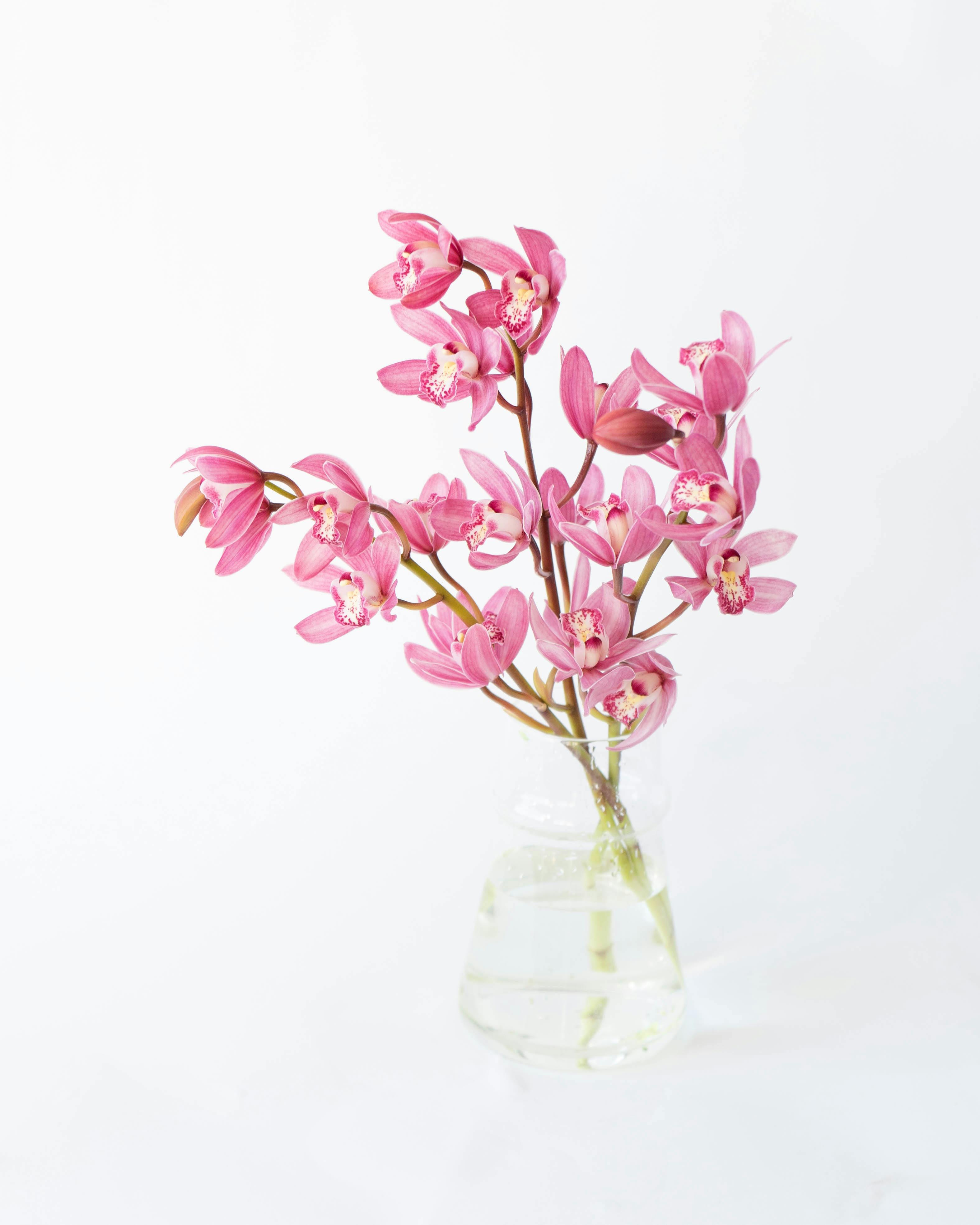 お正月に贈る 胡蝶蘭 | HitoHana（ひとはな）