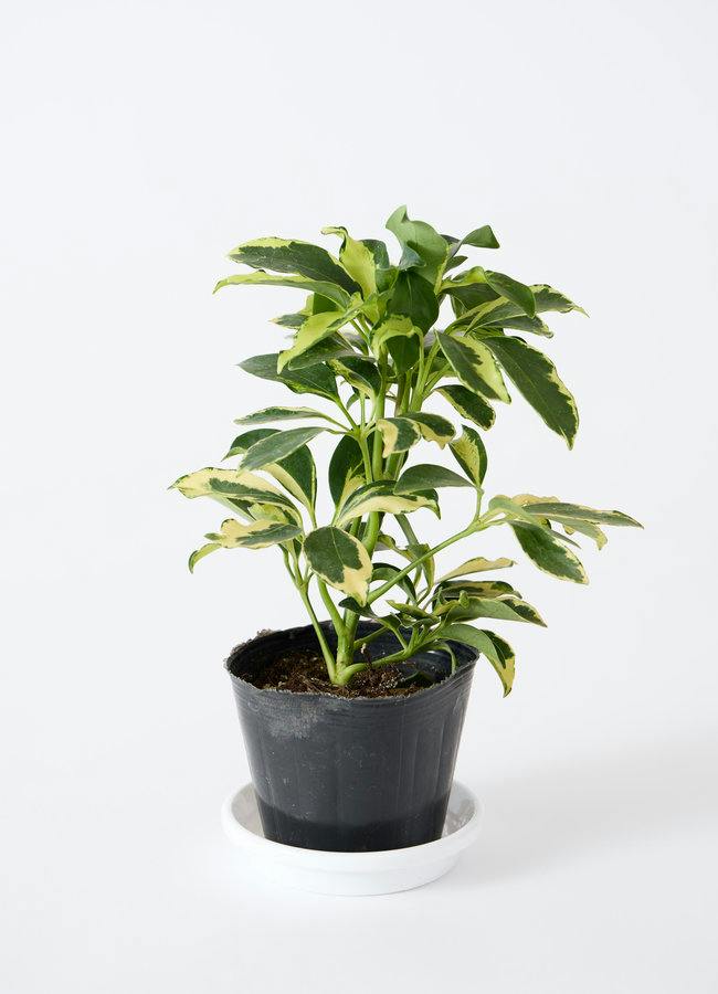 観葉植物 バスケットセット ガジュマルと2つの選べる植物 | 観葉植物