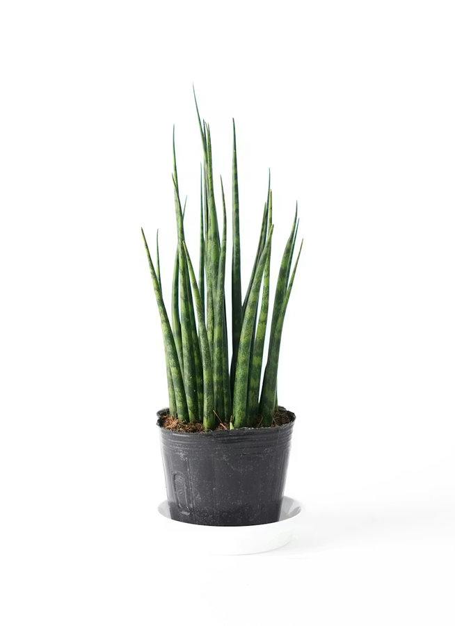 観葉植物 バスケットセット サンスベリアと2つの選べる植物 | 観葉植物 