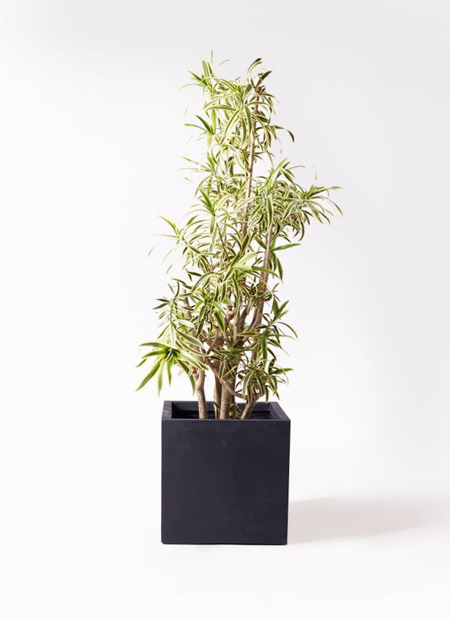 ドラセナ ソング オブ インディア | 観葉植物通販HitoHana(ひとはな)