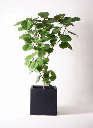 観葉植物 フィカス ウンベラータ 10号 ノーマル ベータ キューブプランター 黒 付き