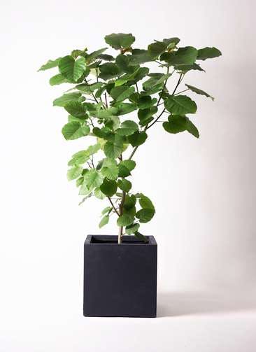 フィカス ウンベラータ 観葉植物通販hitohana ひとはな フィカス ウンベラータ 観葉植物通販hitohana ひとはな