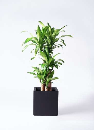 観葉植物 ドラセナ 幸福の木 8号 ノーマル ベータ キューブプランター 黒 付き