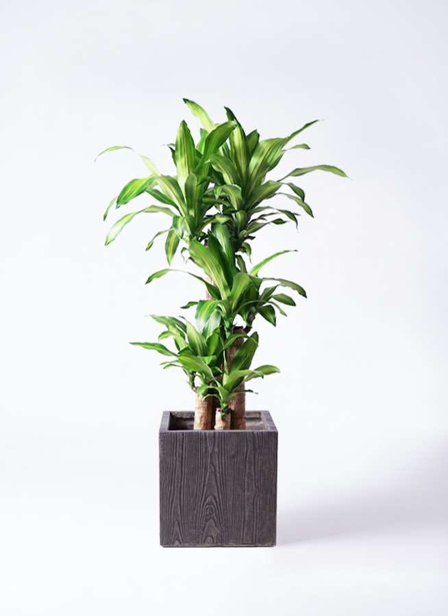 観葉植物 ドラセナ 幸福の木 8号 ノーマル ベータ キューブプランター ウッド 茶 付き
