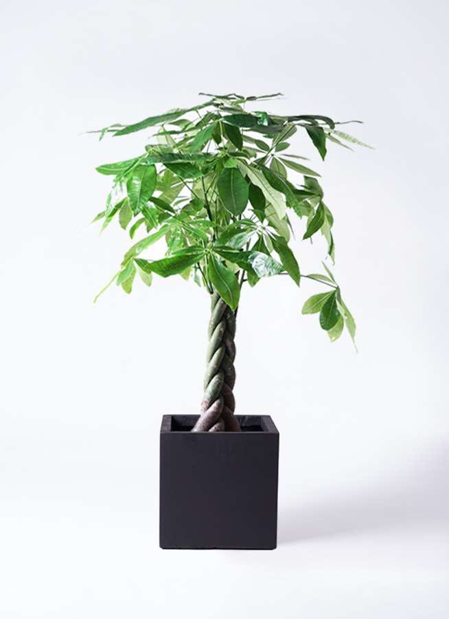 観葉植物 パキラ 8号 ねじり ベータ キューブプランター 黒 付き 観葉植物ならhitohana ひとはな 観葉植物 パキラ 8号 ねじり ベータ キューブプランター 黒 付き 観葉植物ならhitohana ひとはな