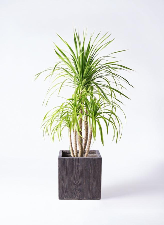 ドラセナ カンボジアーナ | 観葉植物通販HitoHana(ひとはな)